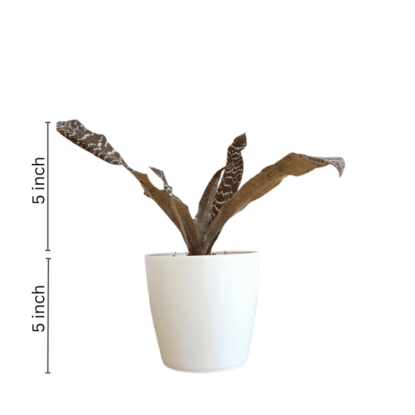 Cryptanthus Black Magic