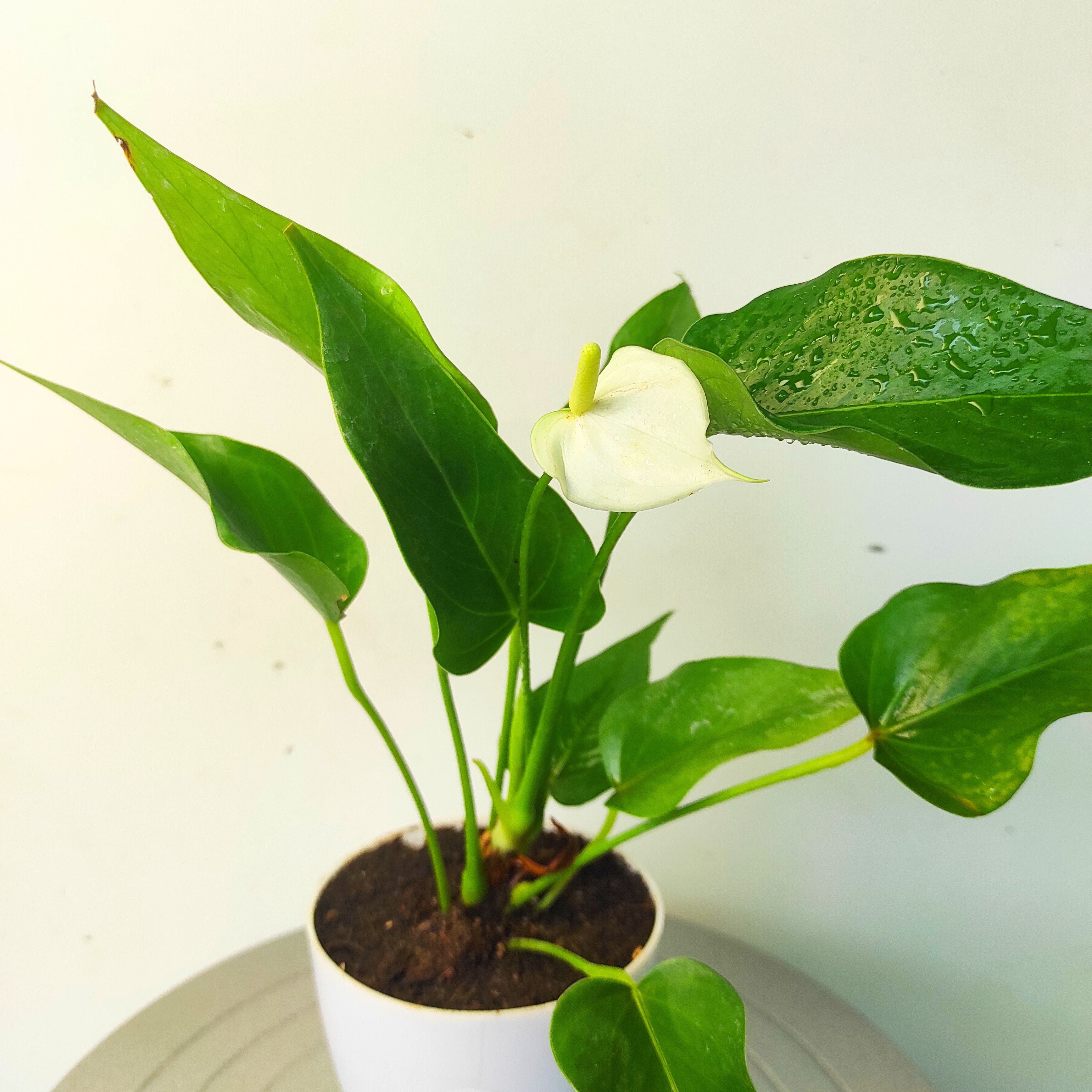 Anthurium Plant (White)