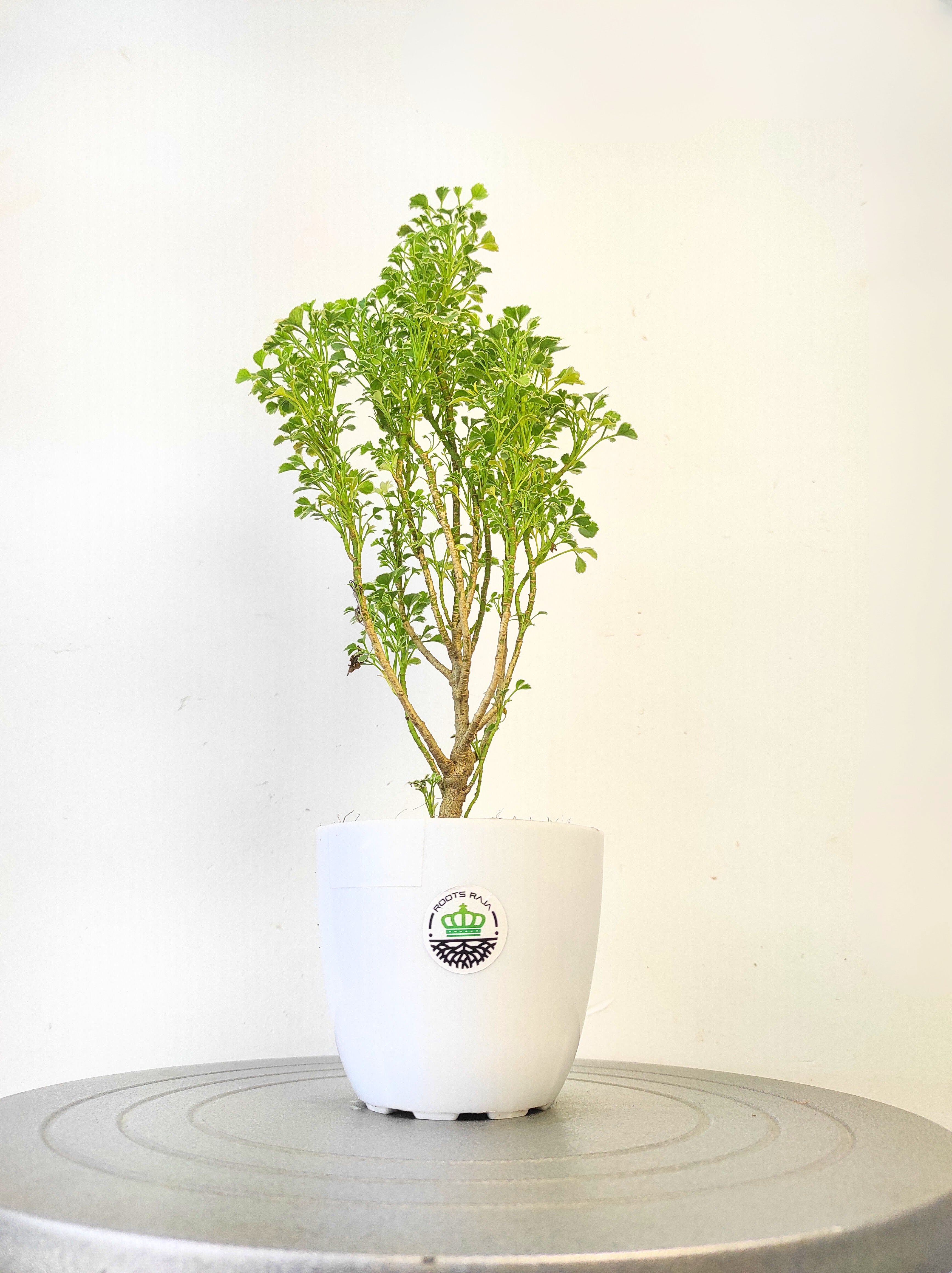 Aralia (Variegated)