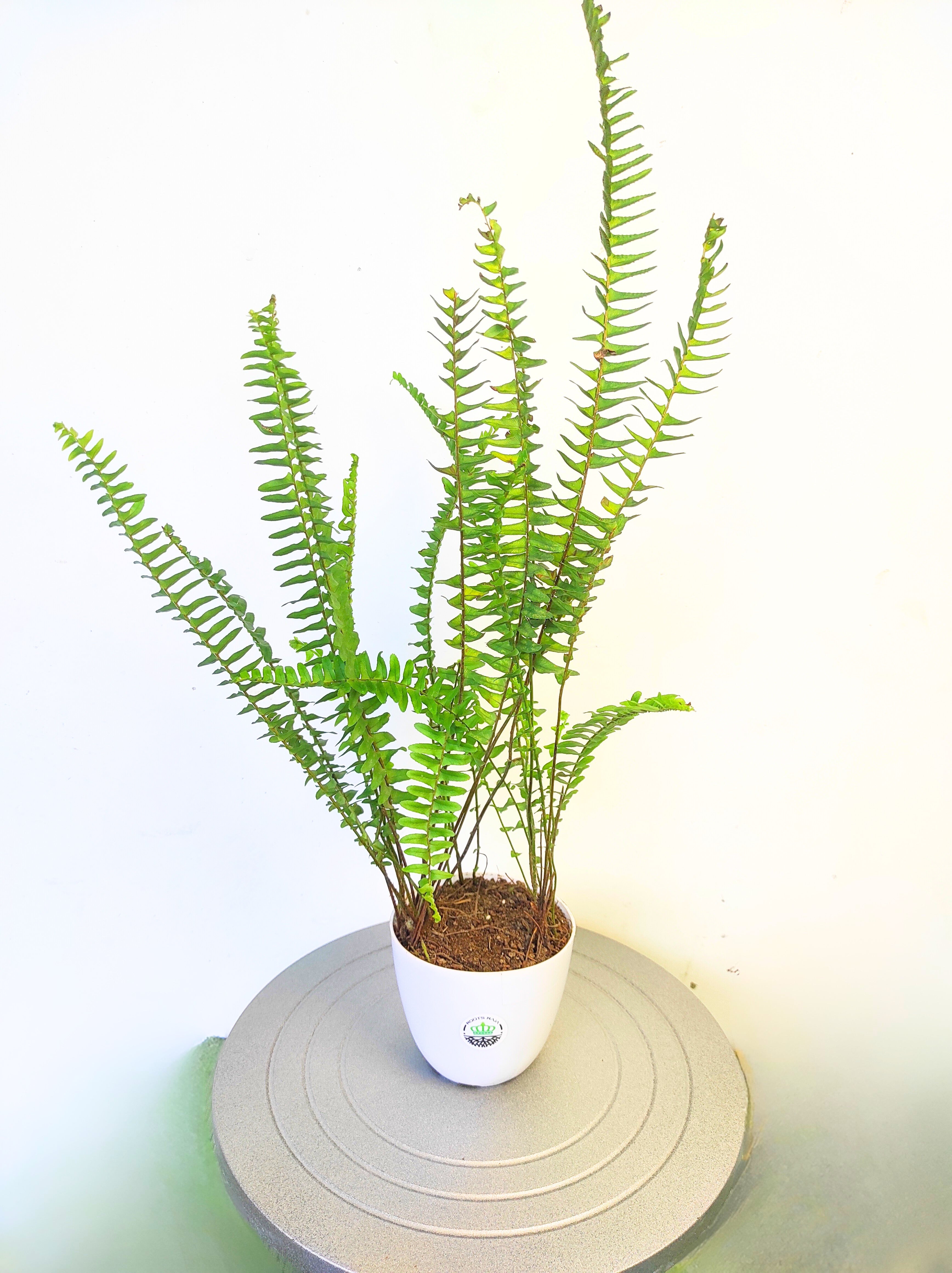 Fern Green