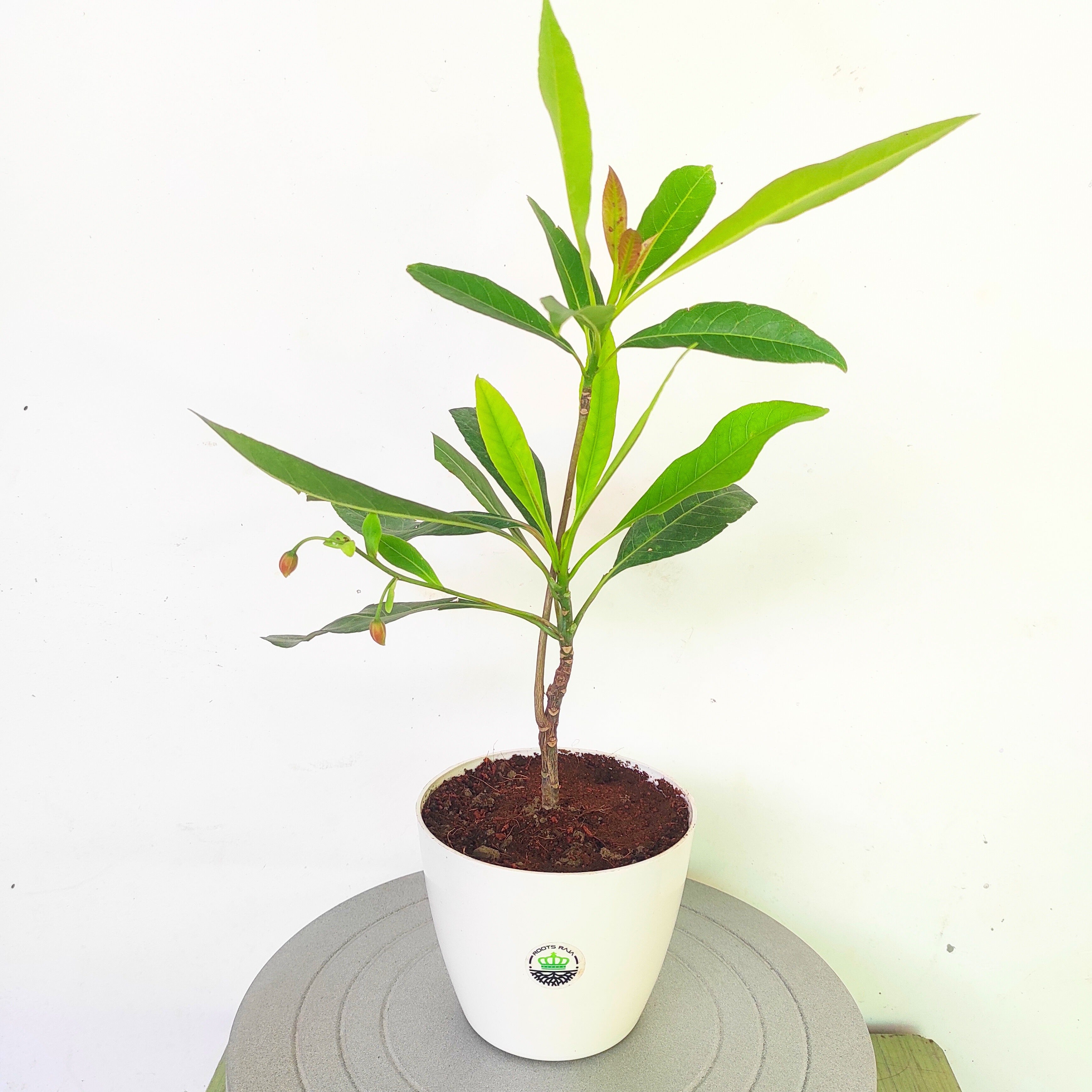 Rudraksha Plant