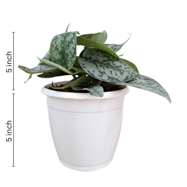 Scindapsus Silver