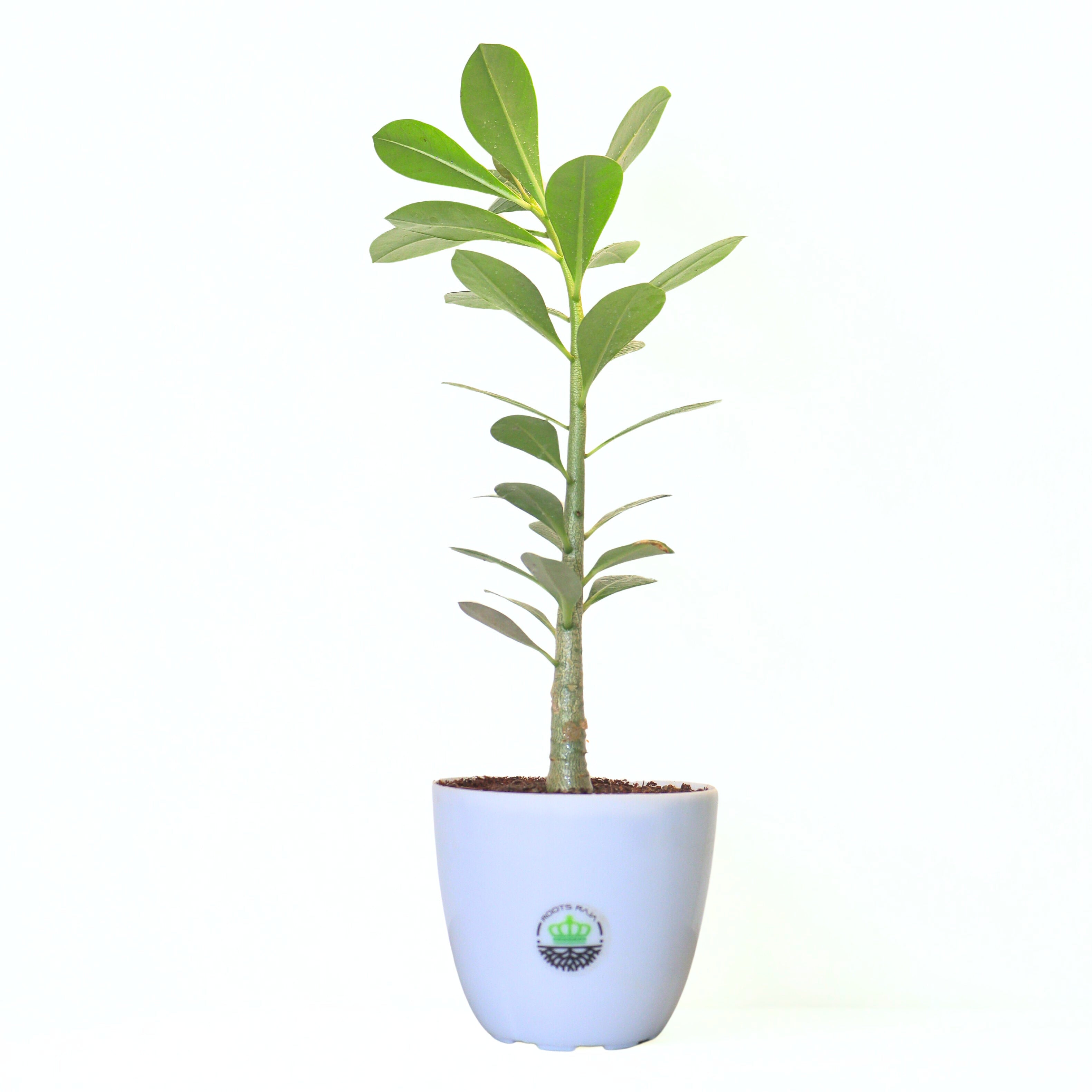 Adenium
