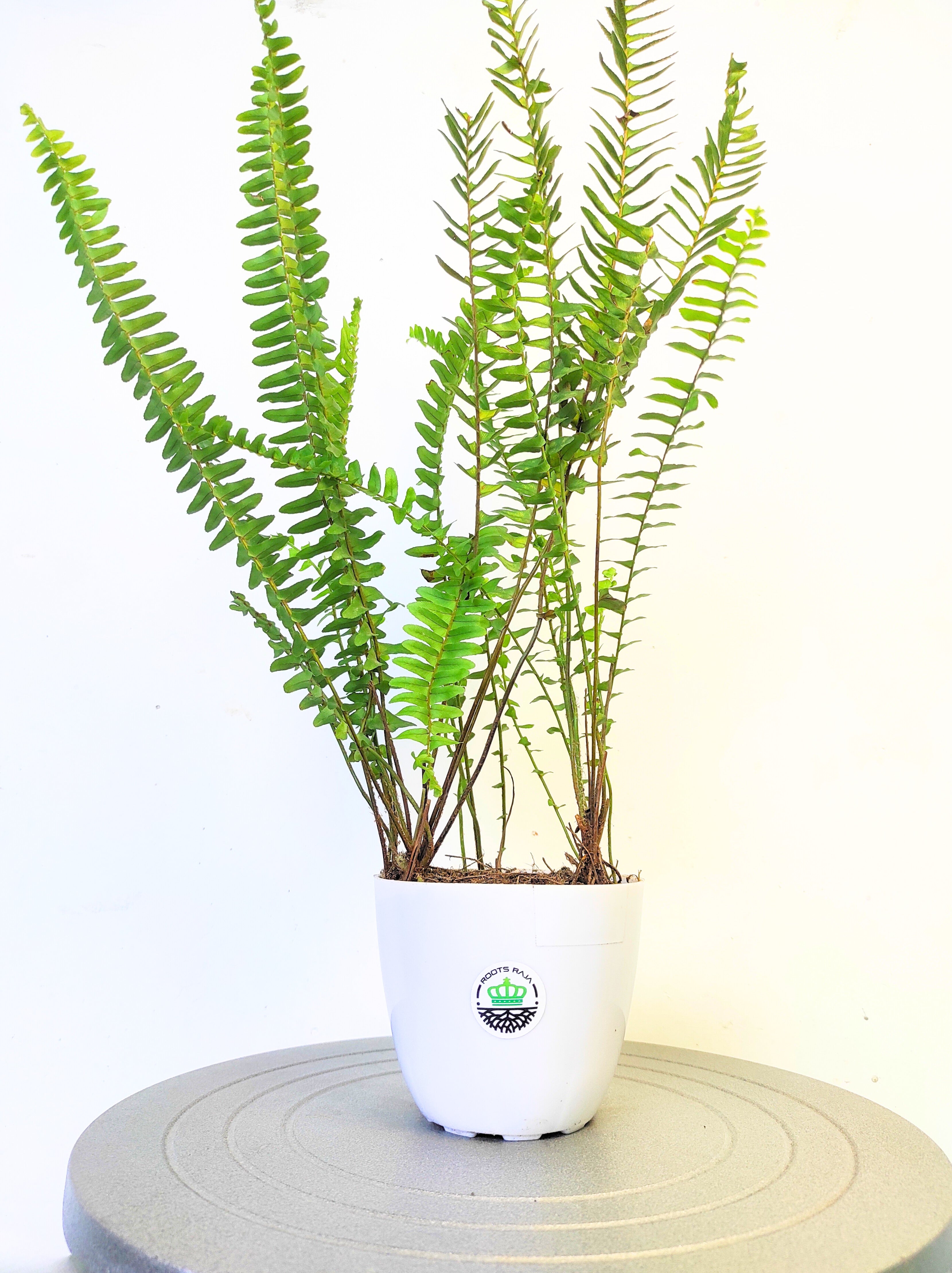 Fern Green