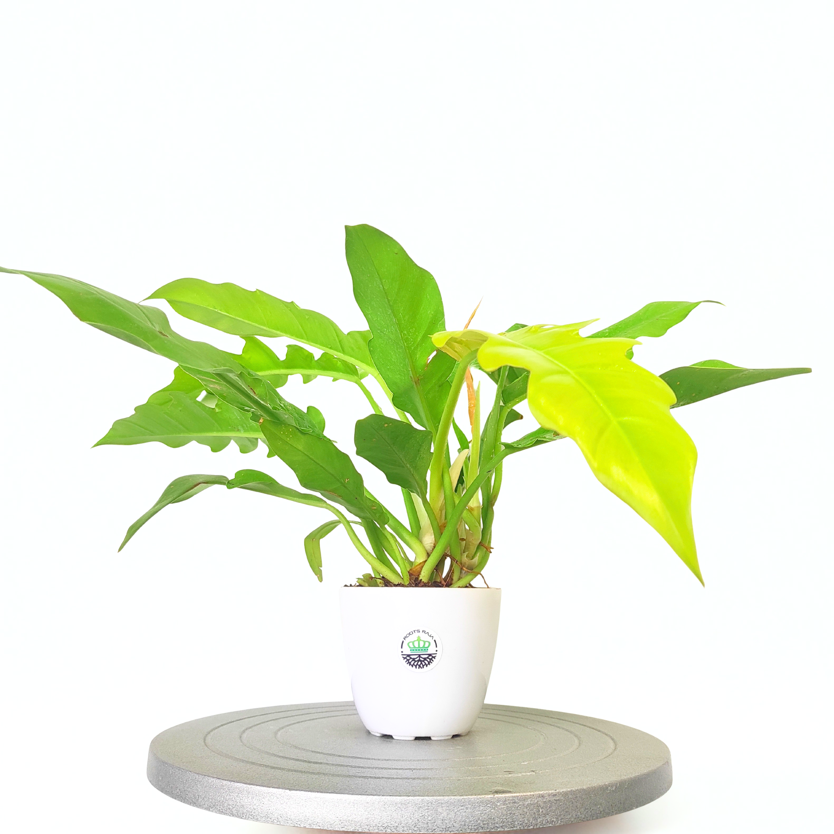 Philodendron Golden Saw