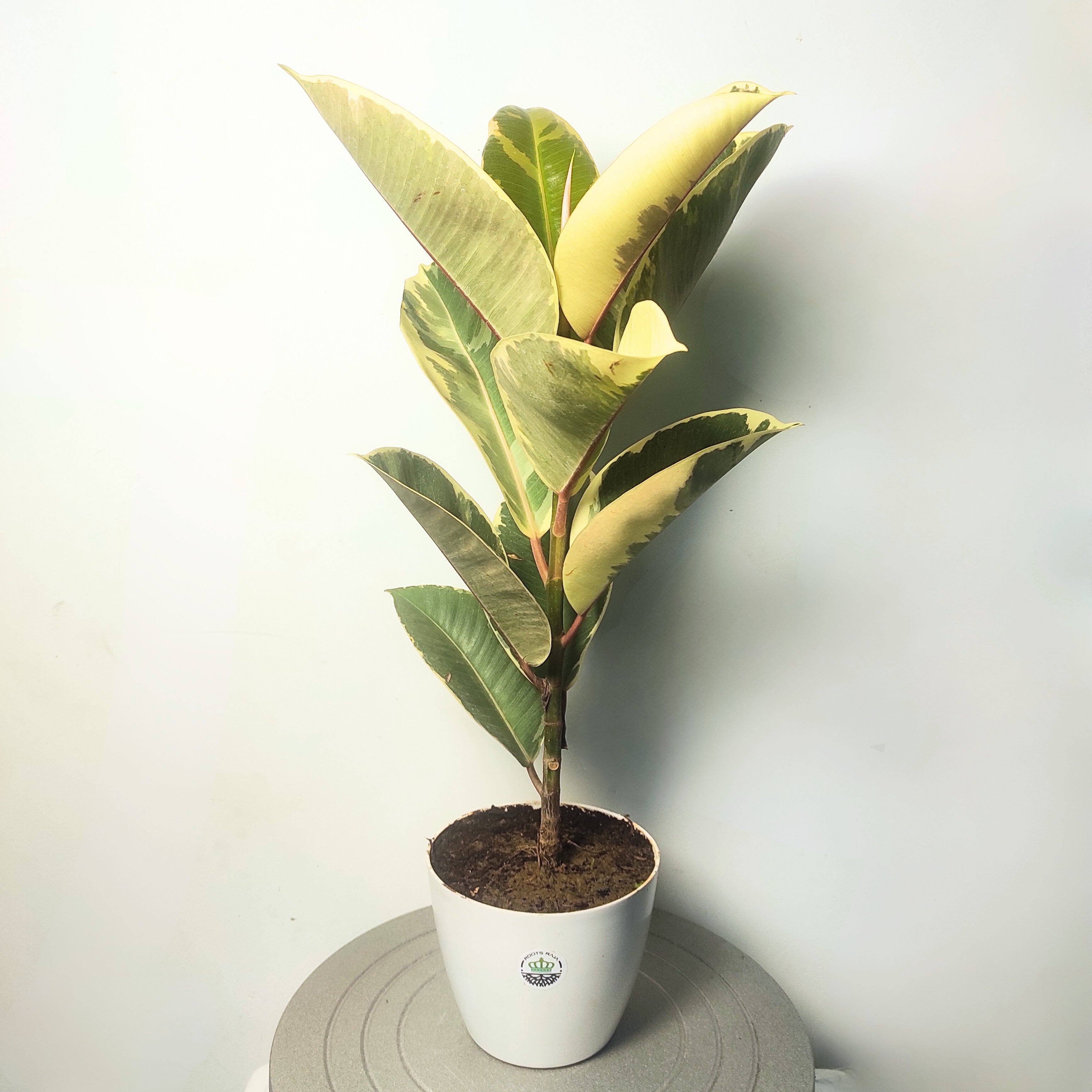 Rubber Plant Variegated