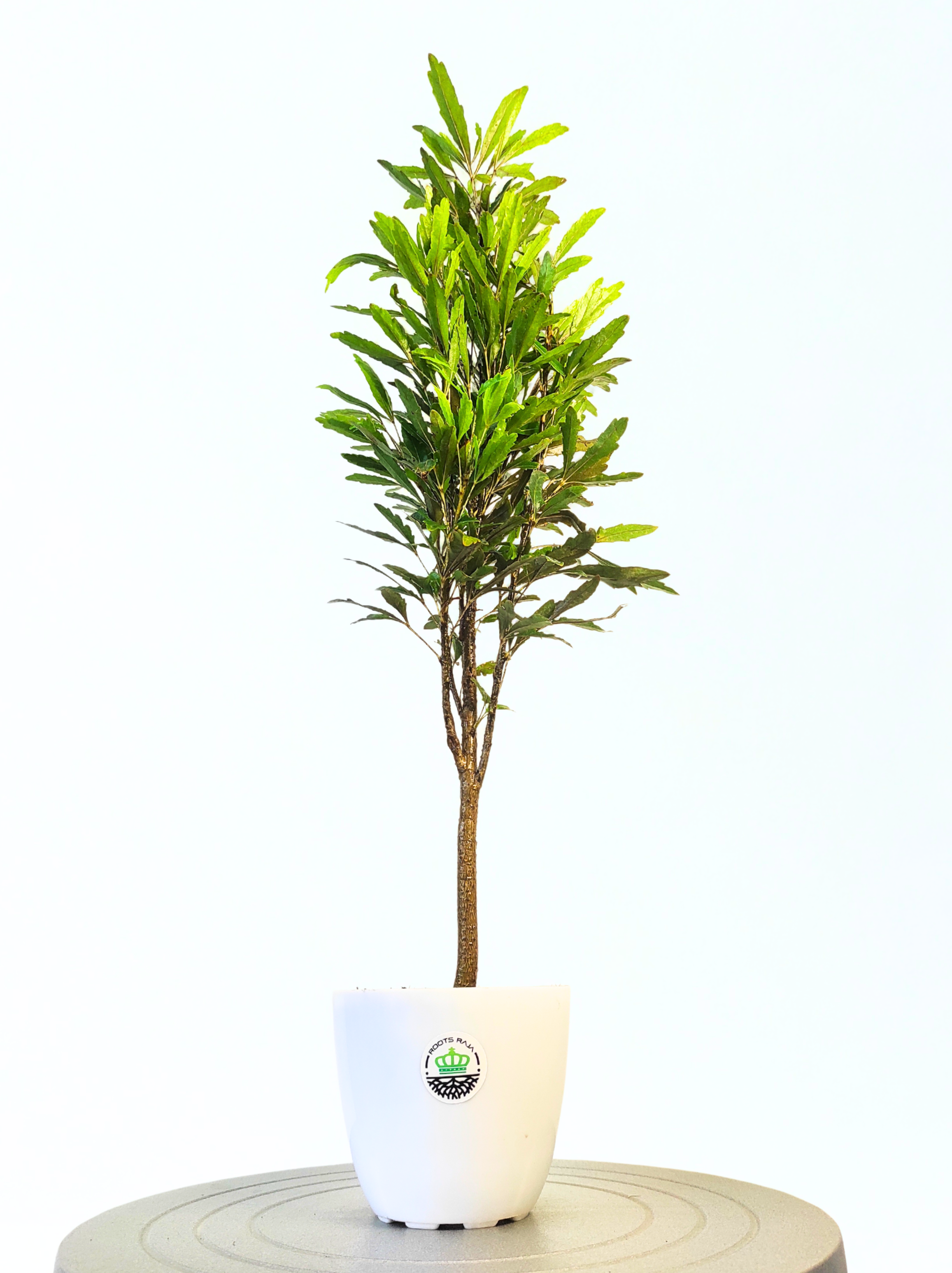 aralia indoor plant benefits False Aralia Plant Care