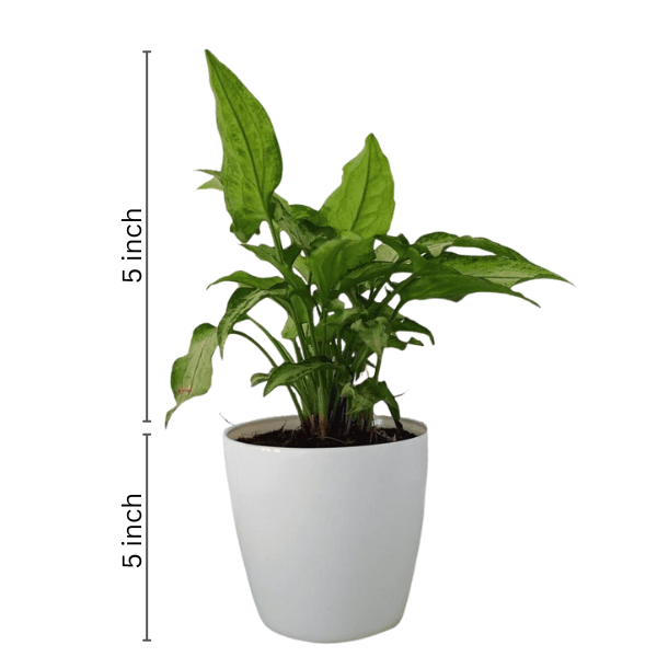 Syngonium White Narrow