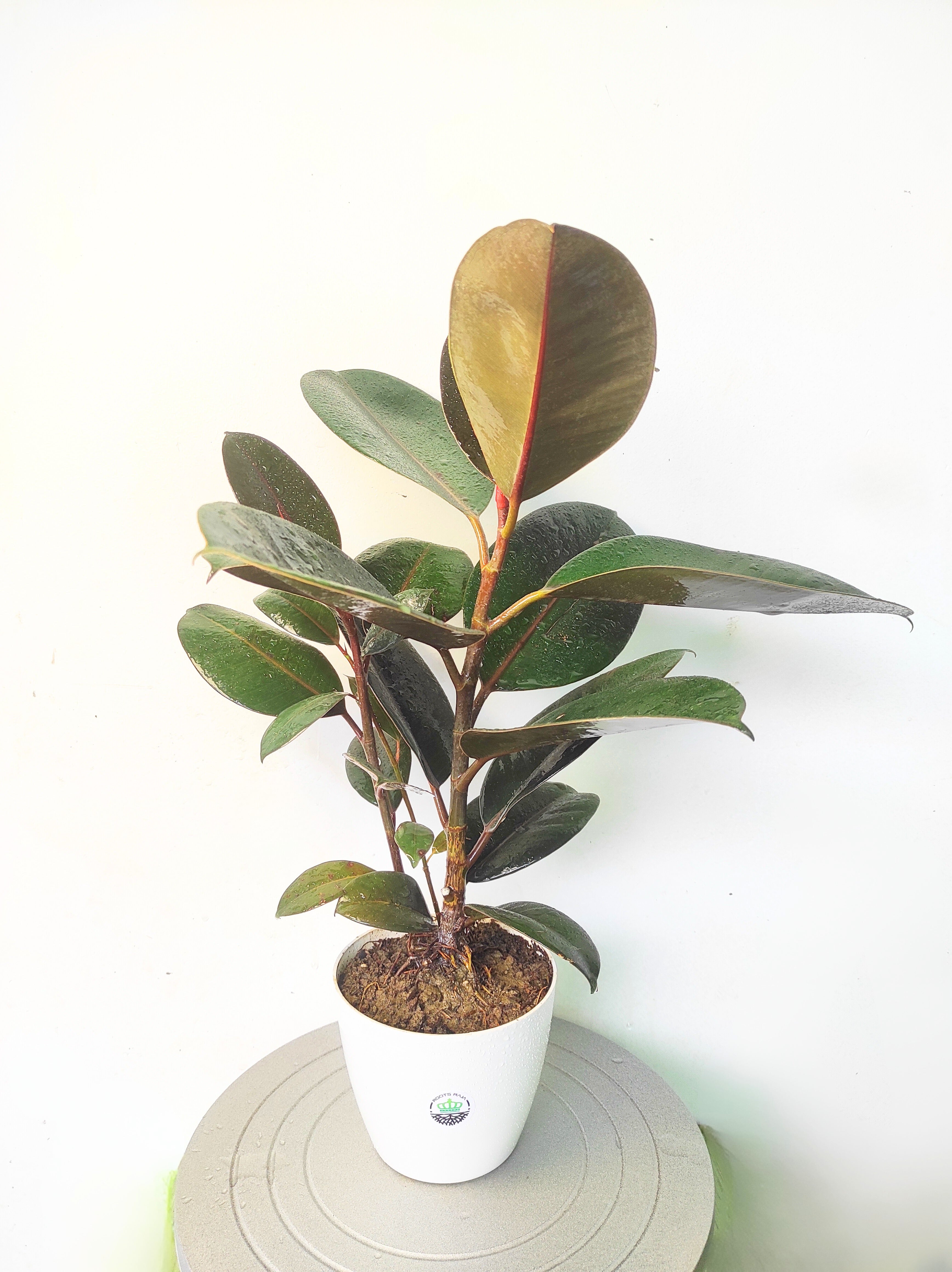 Rubber Plant Black