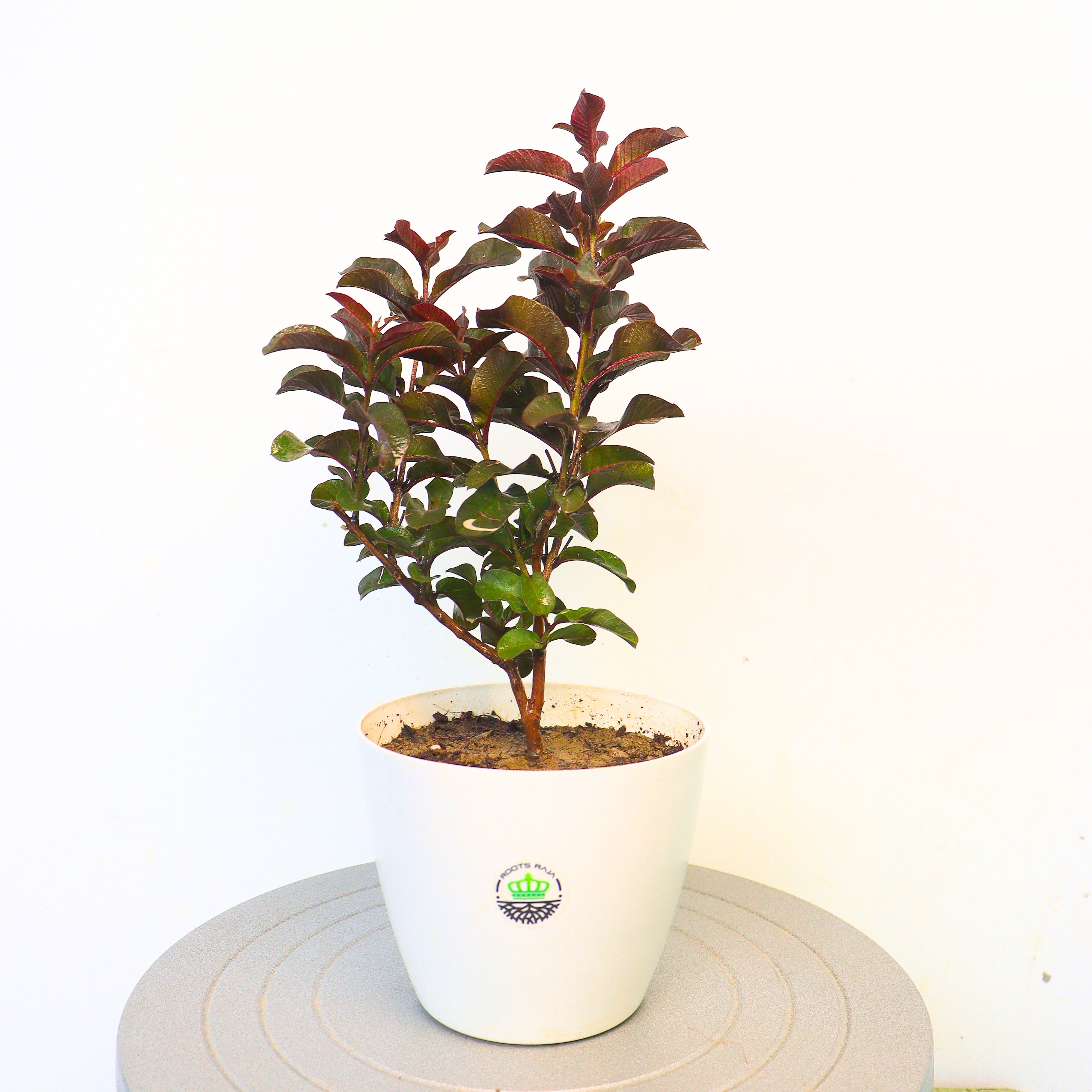 Red Malaysian Guava