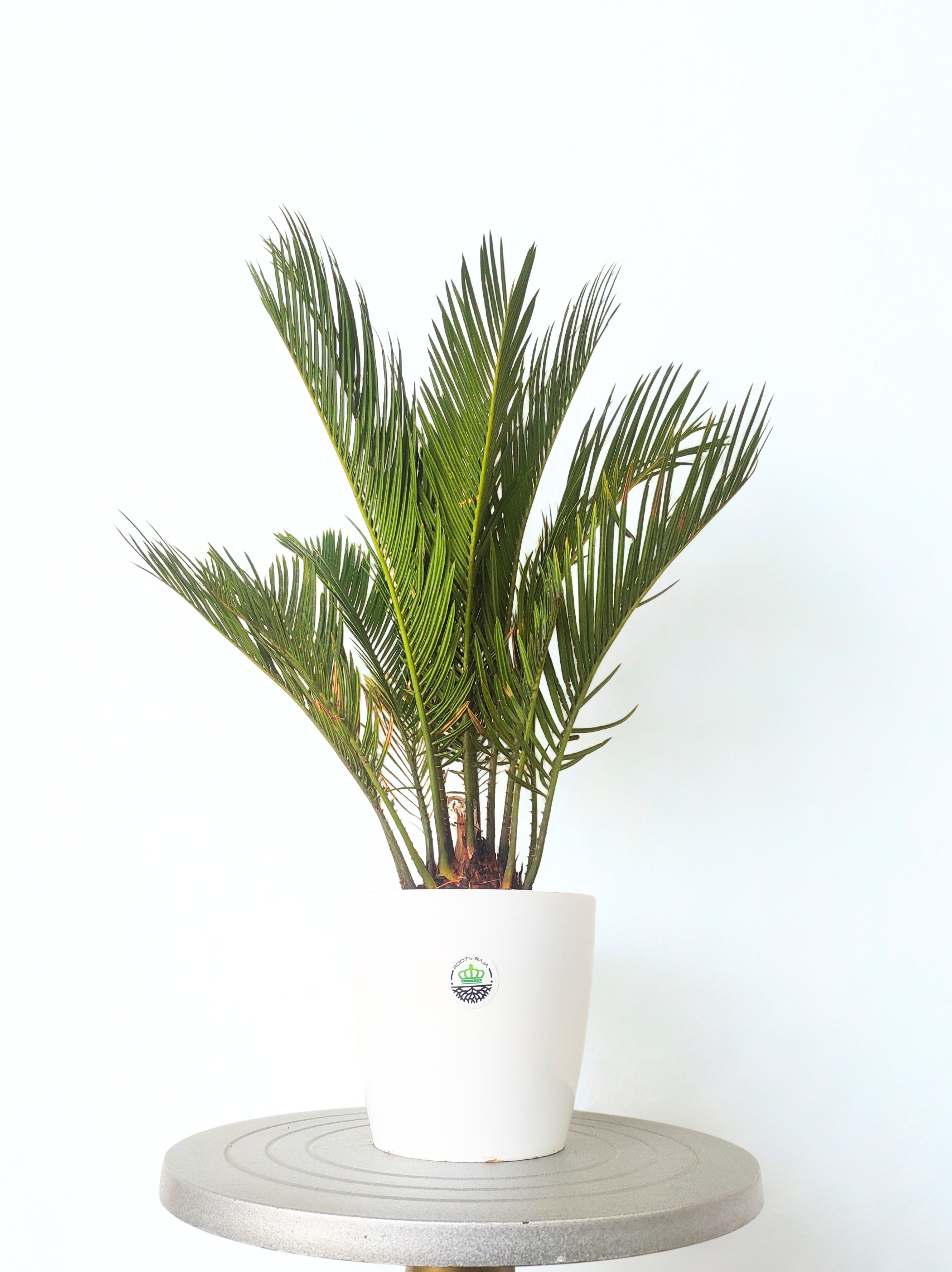Cycas Palm Plant