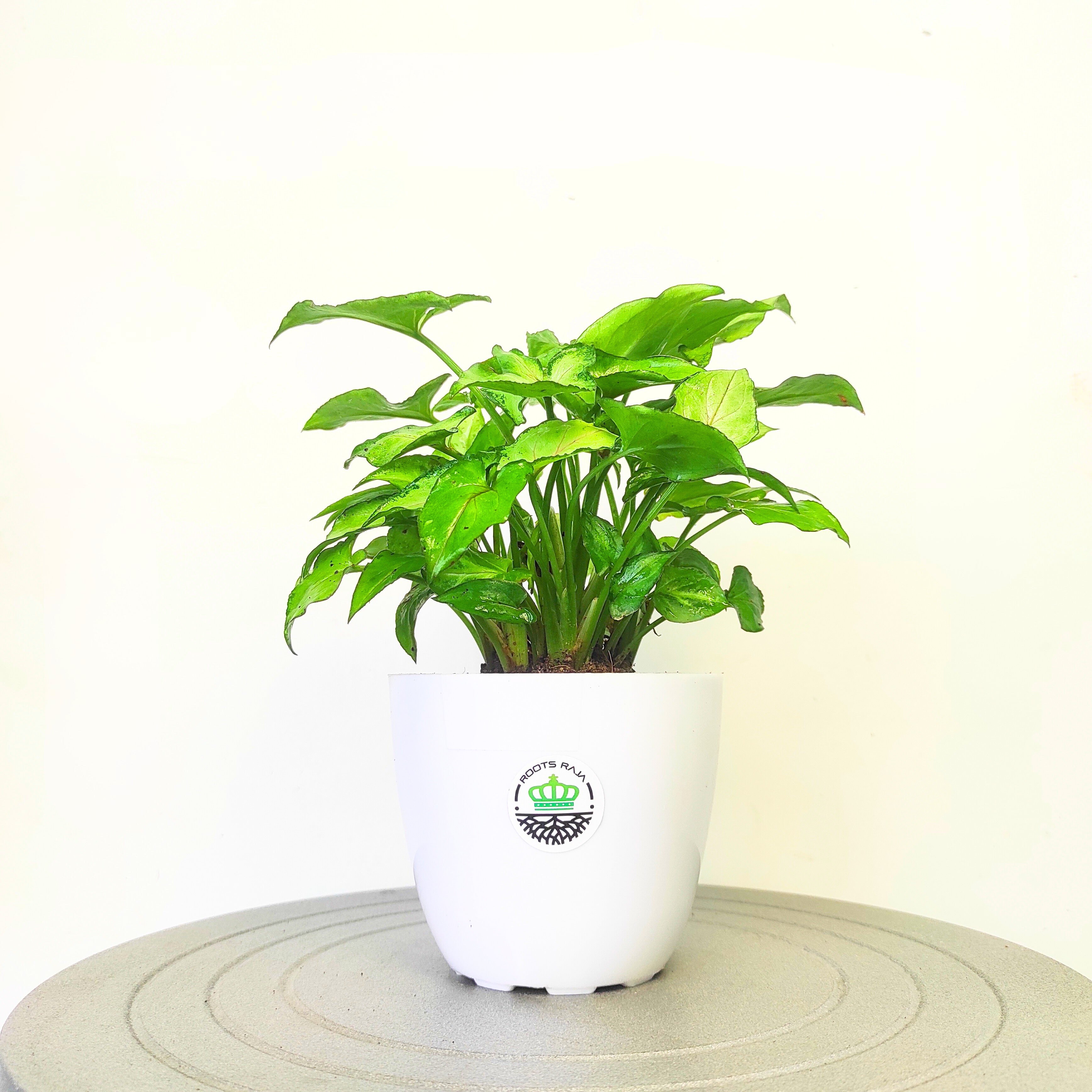 Syngonium Pixie
