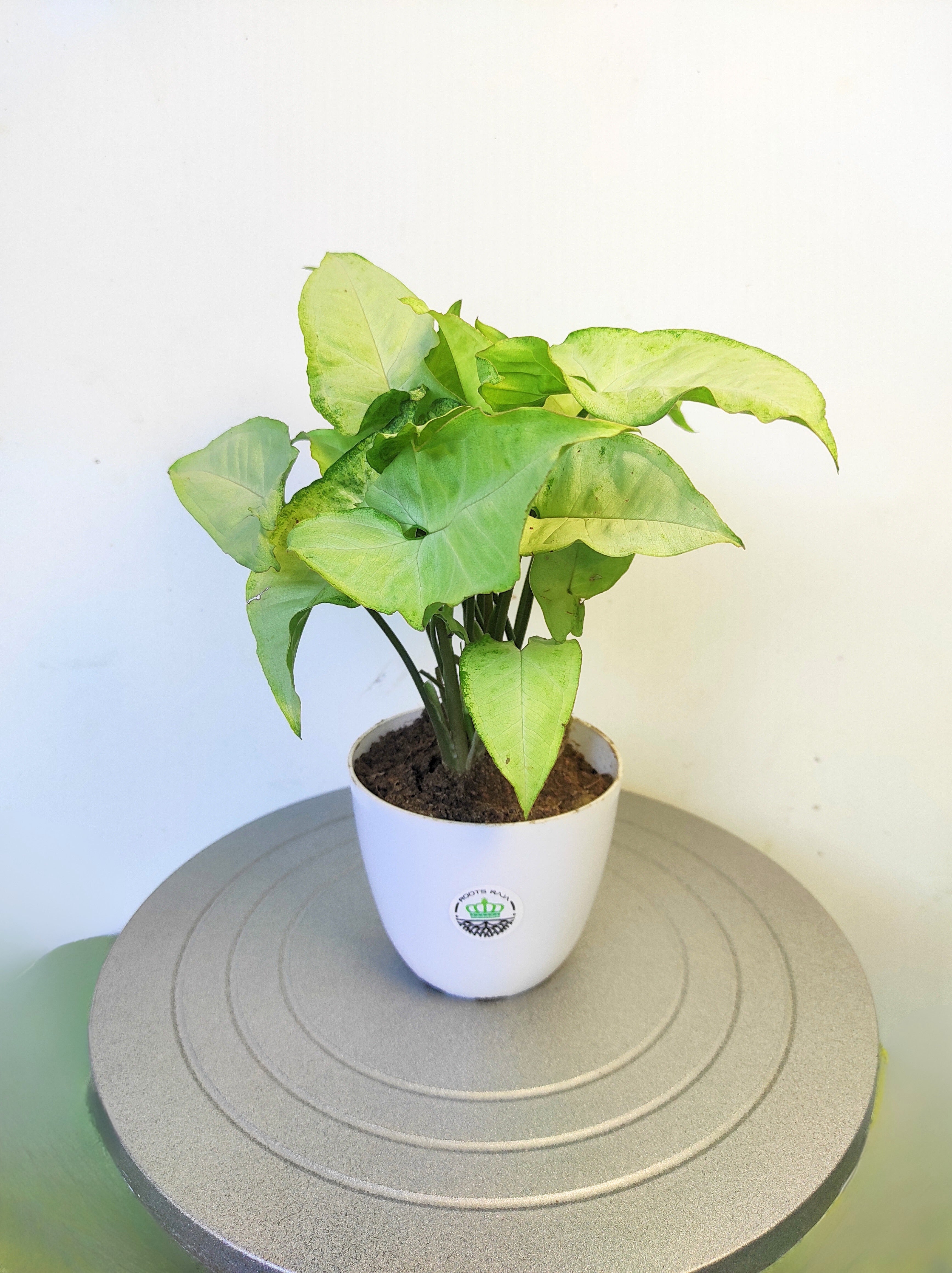 Syngonium White Butterfly