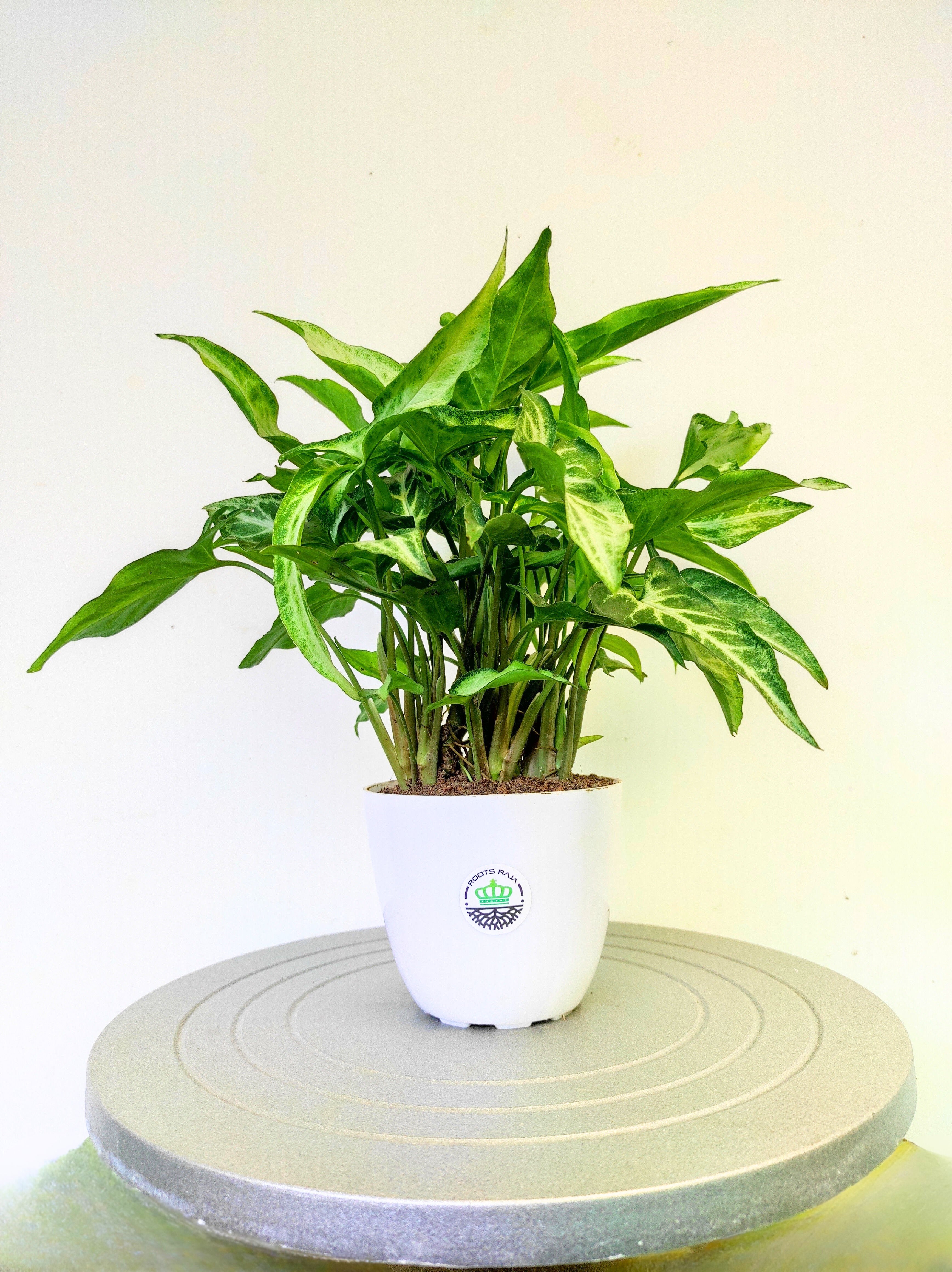 Syngonium White Butterfly Narrow Leaf