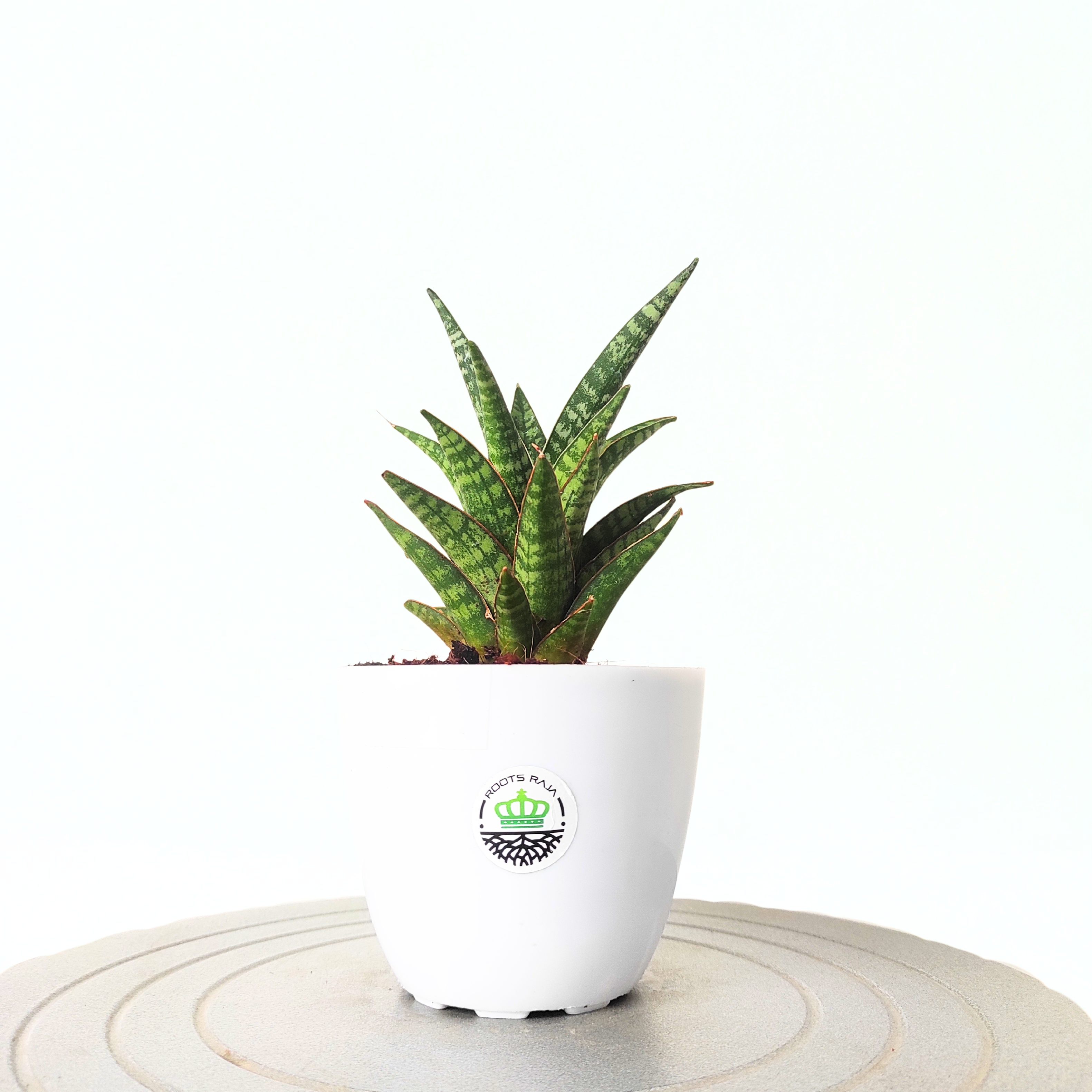 rocks in snake plant pots Snake Plant Crocodile Rock – Unique & Low-Maintenance Houseplant – rootsraja.in