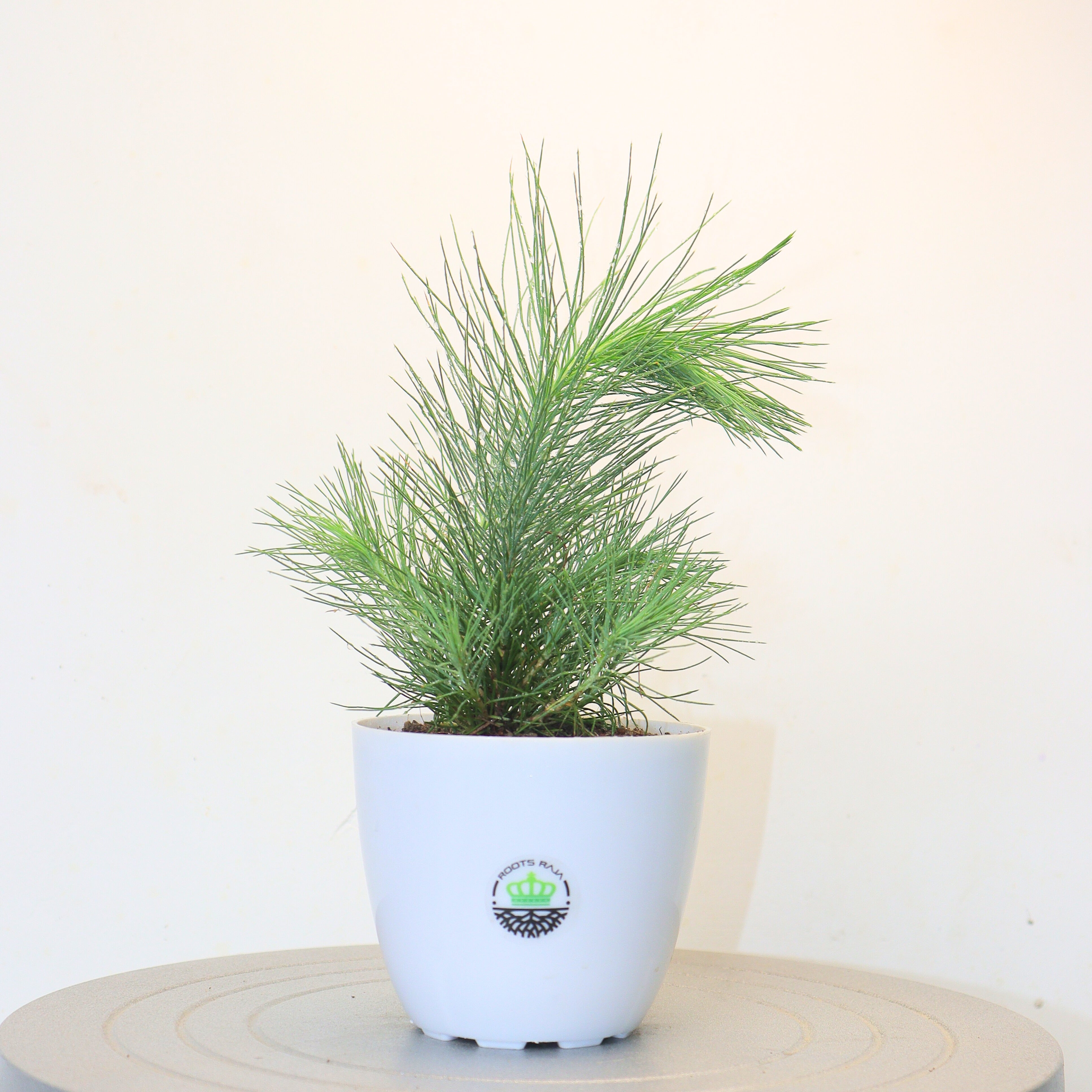Pinus nigra