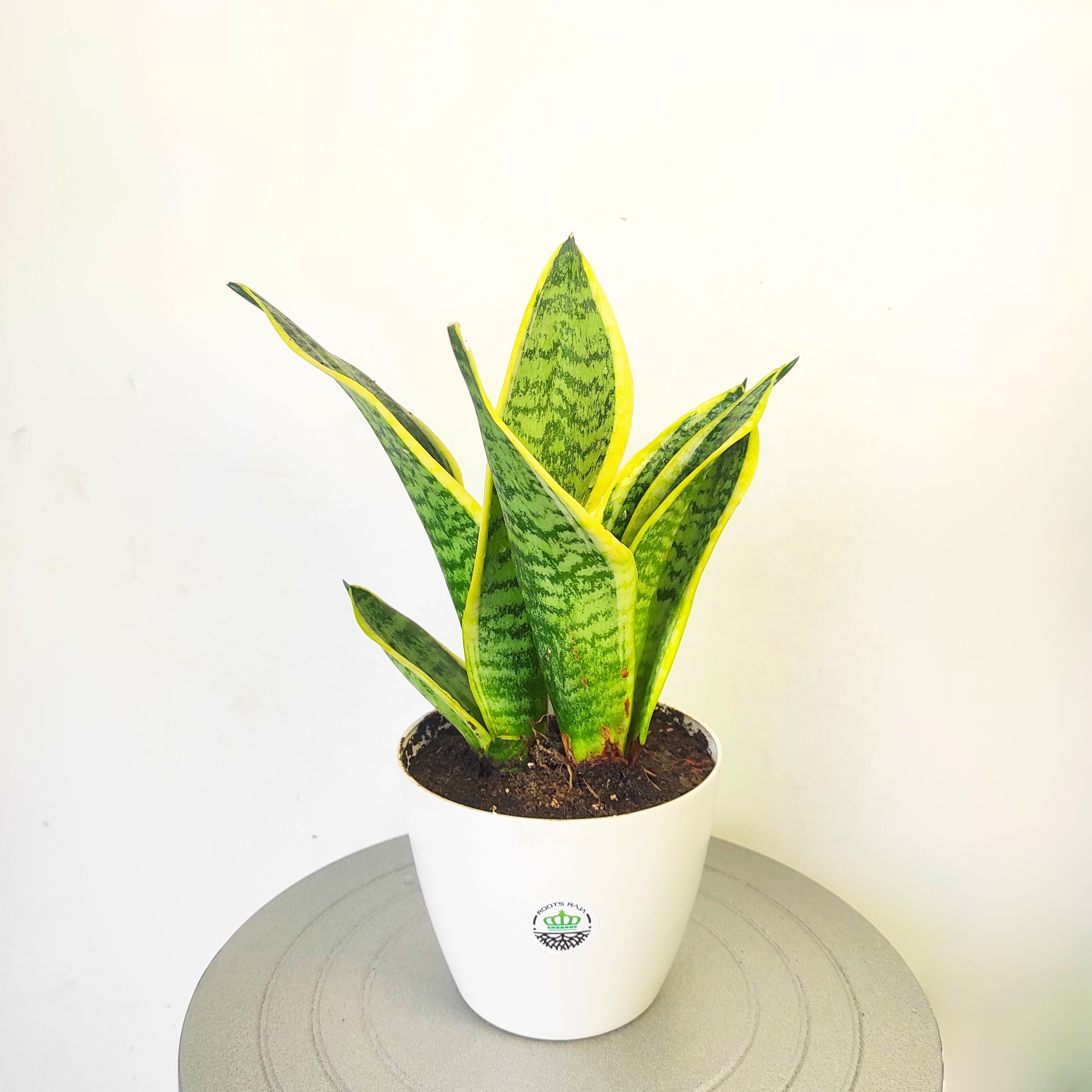 Golden Hahnii Snake Plant