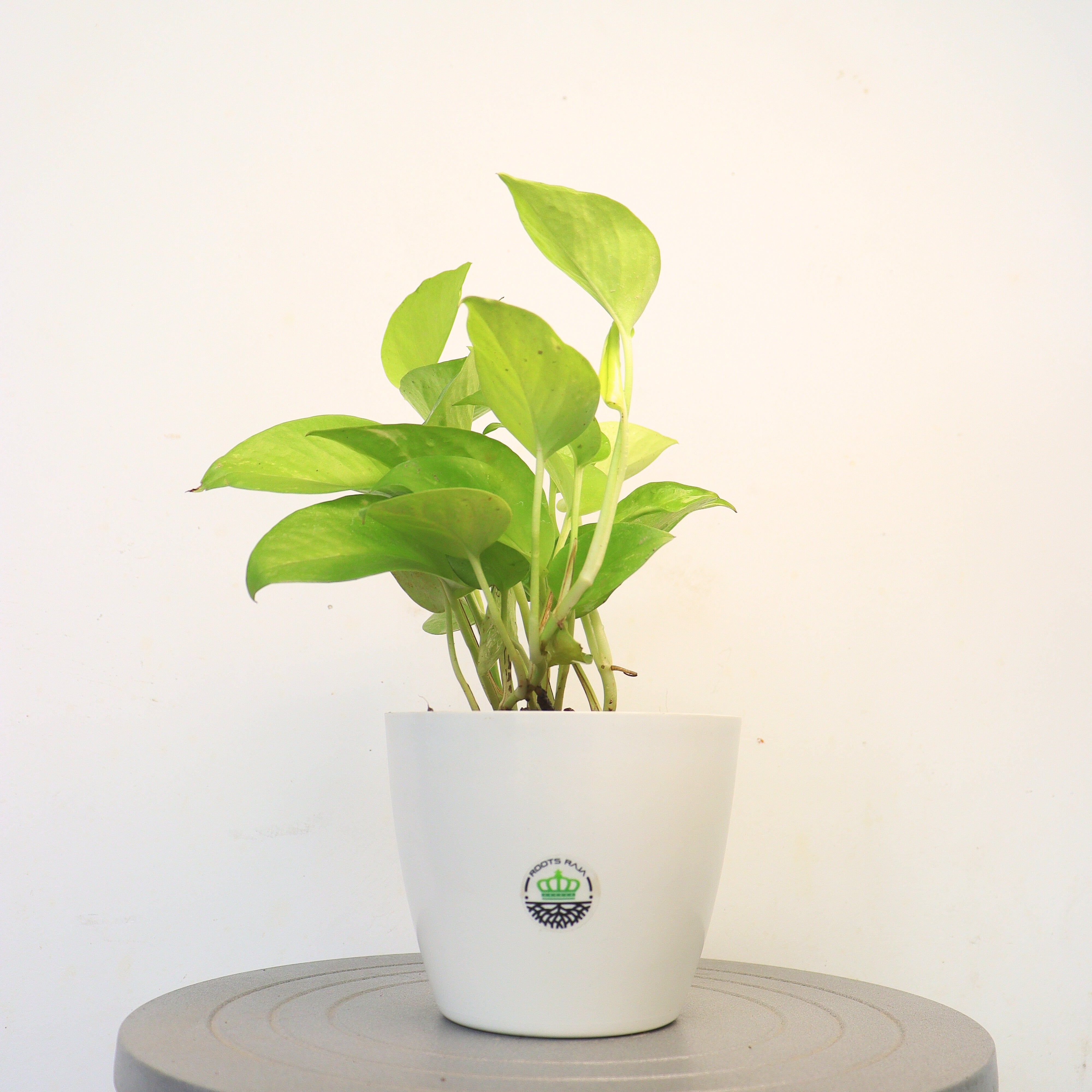 Pothos Collection: