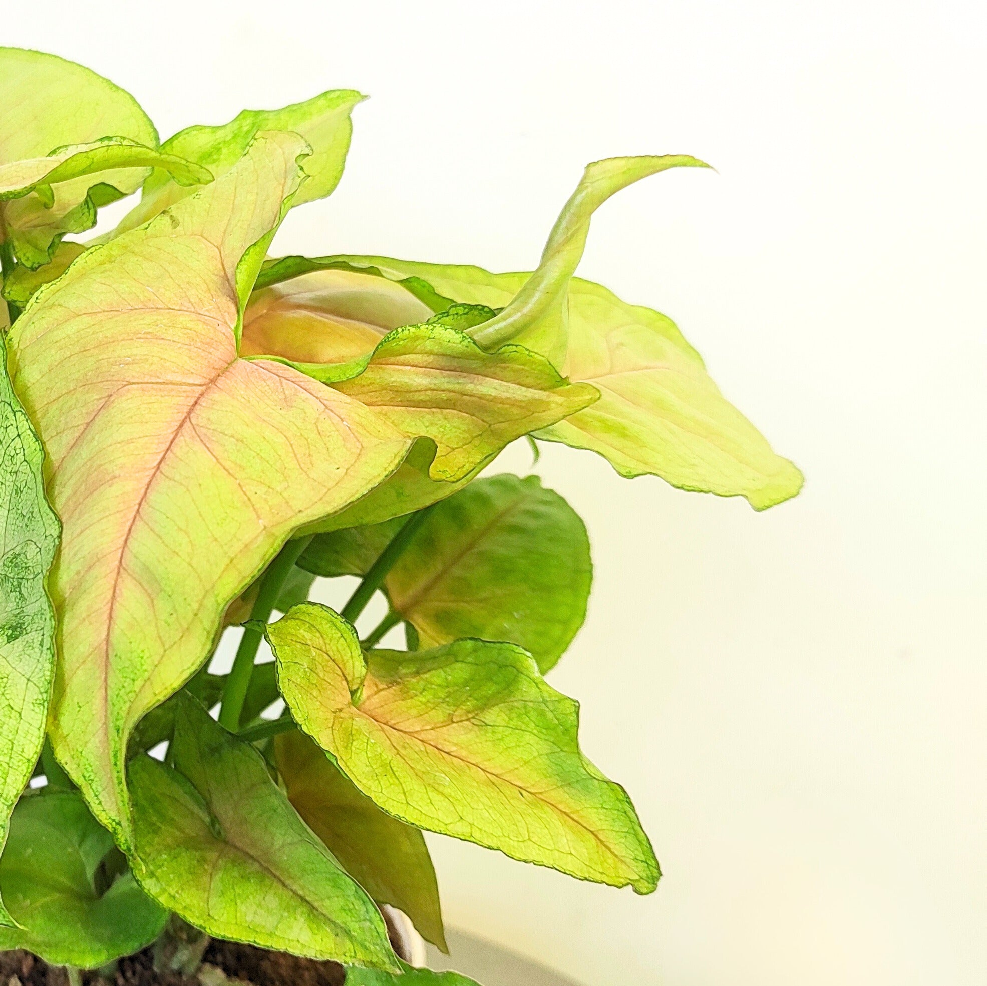 Syngonium Green Pink