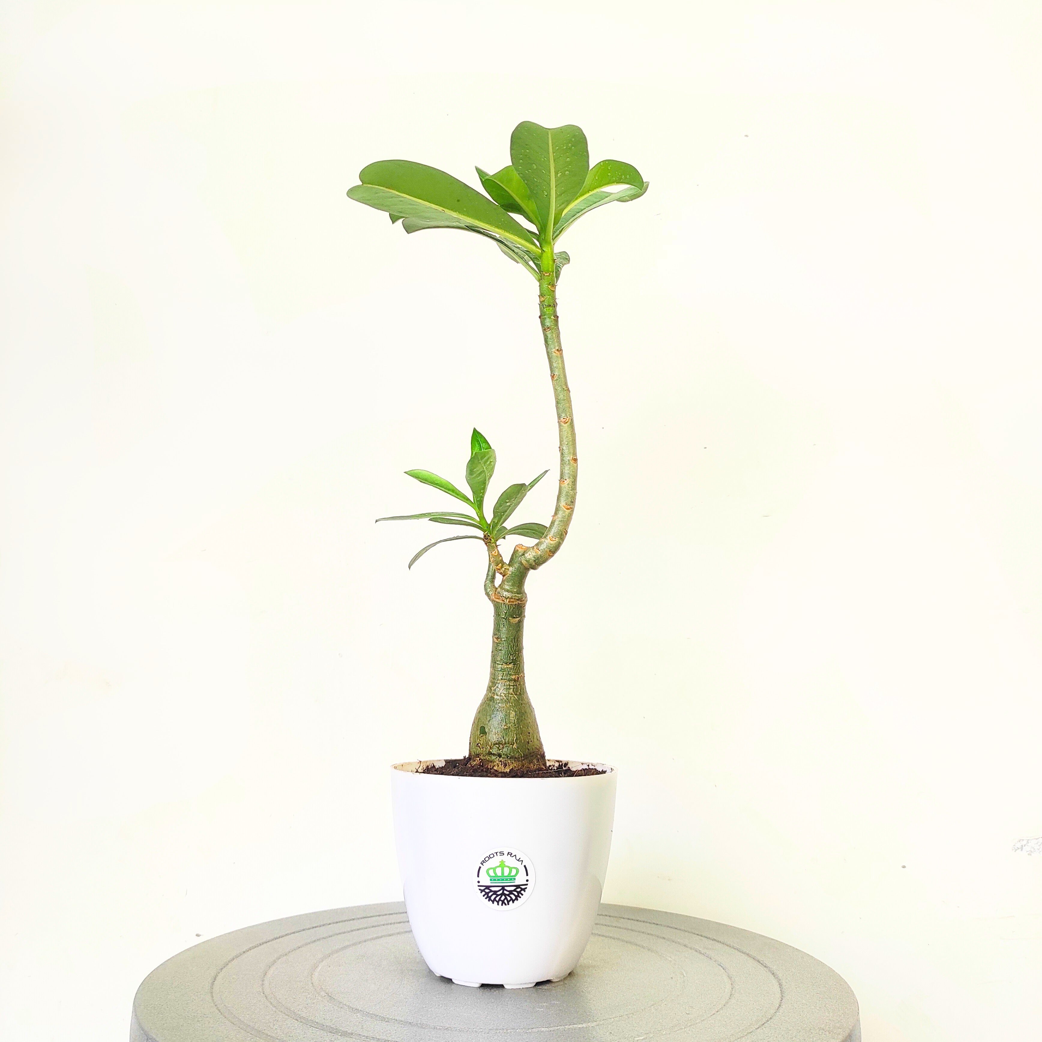 Adenium Grafted