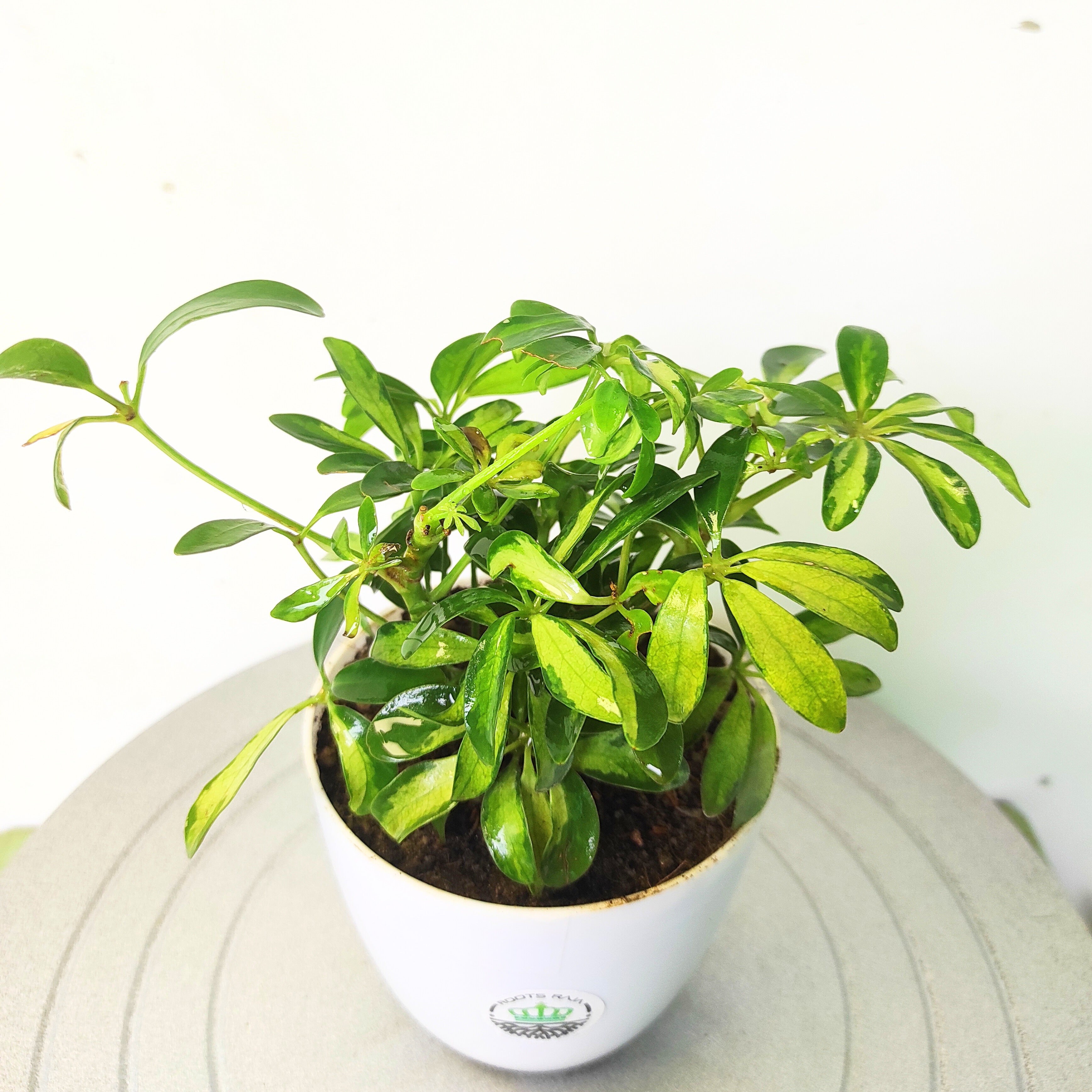 Schefflera Varigated (Umbrella Tree)