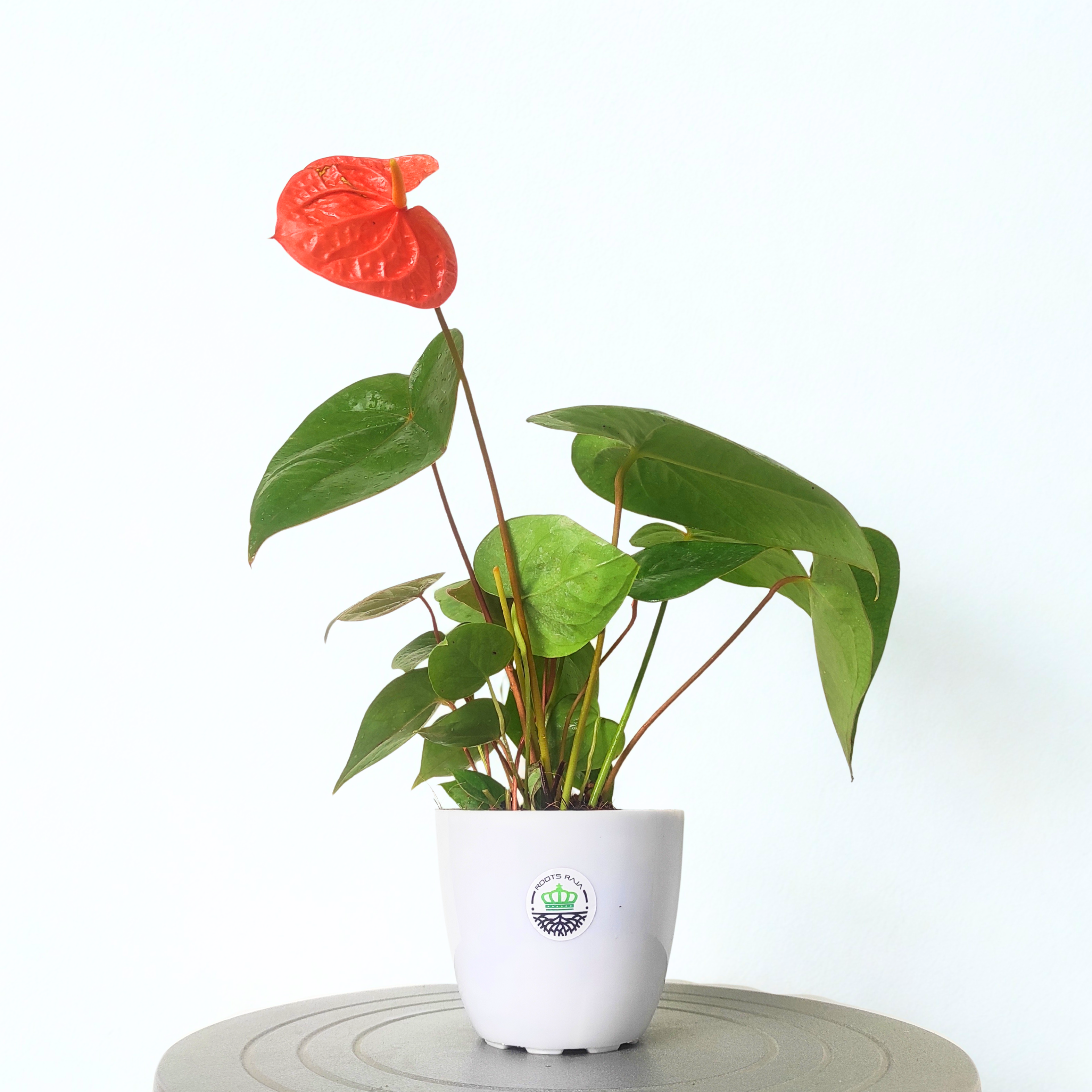 anthurium nidus Anthurium Orange Plant