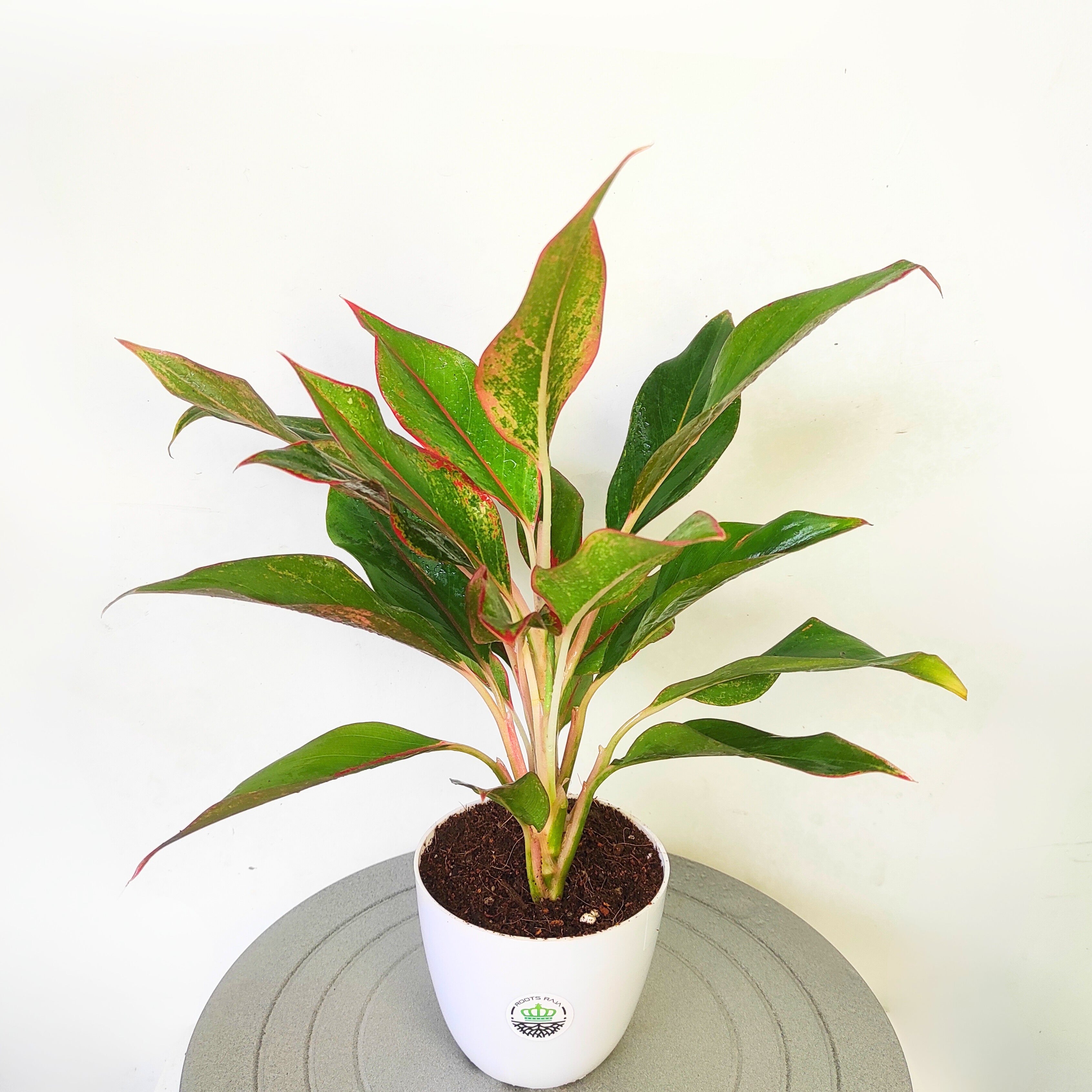Aglaonema 'Green Lipstick'