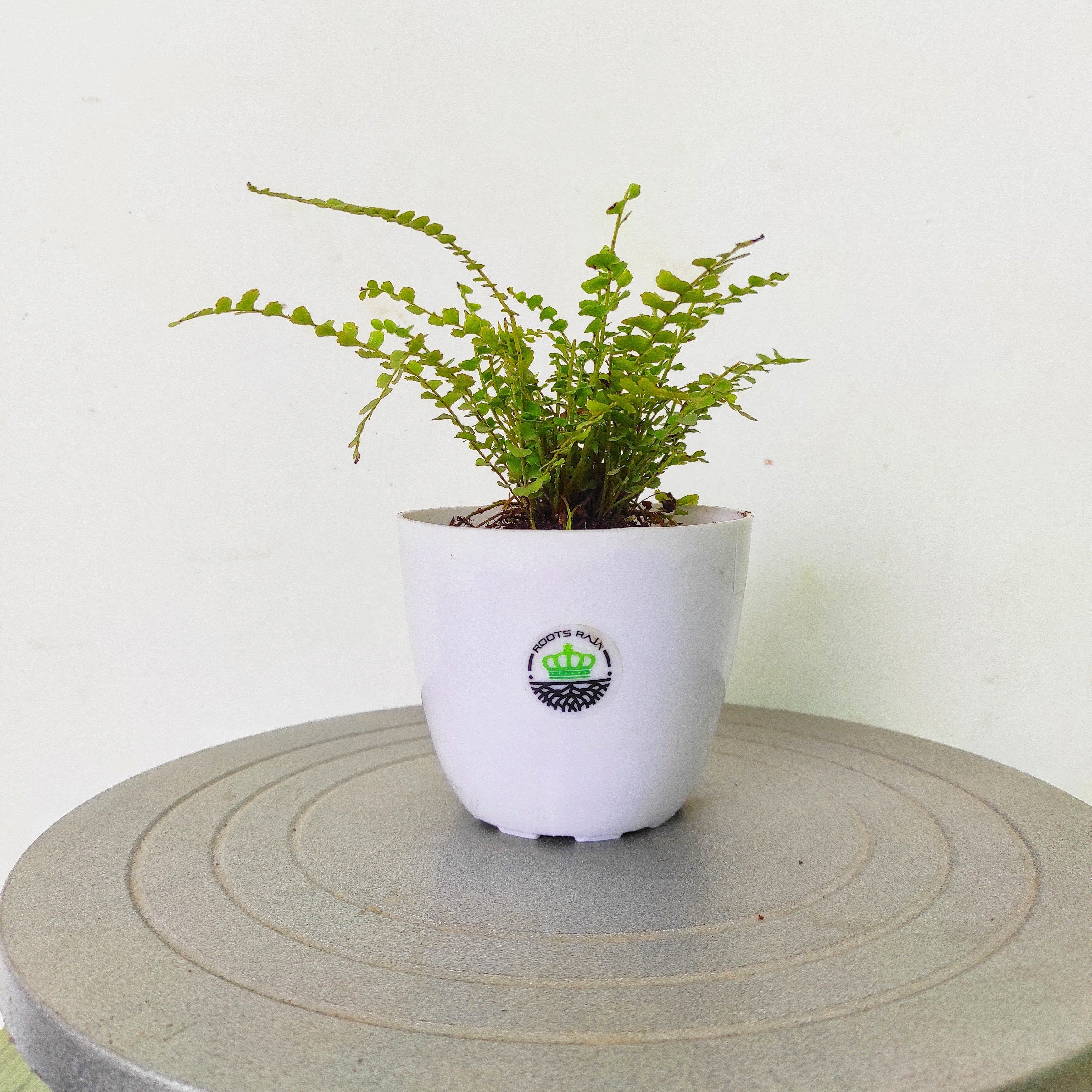 Button Fern Plant
