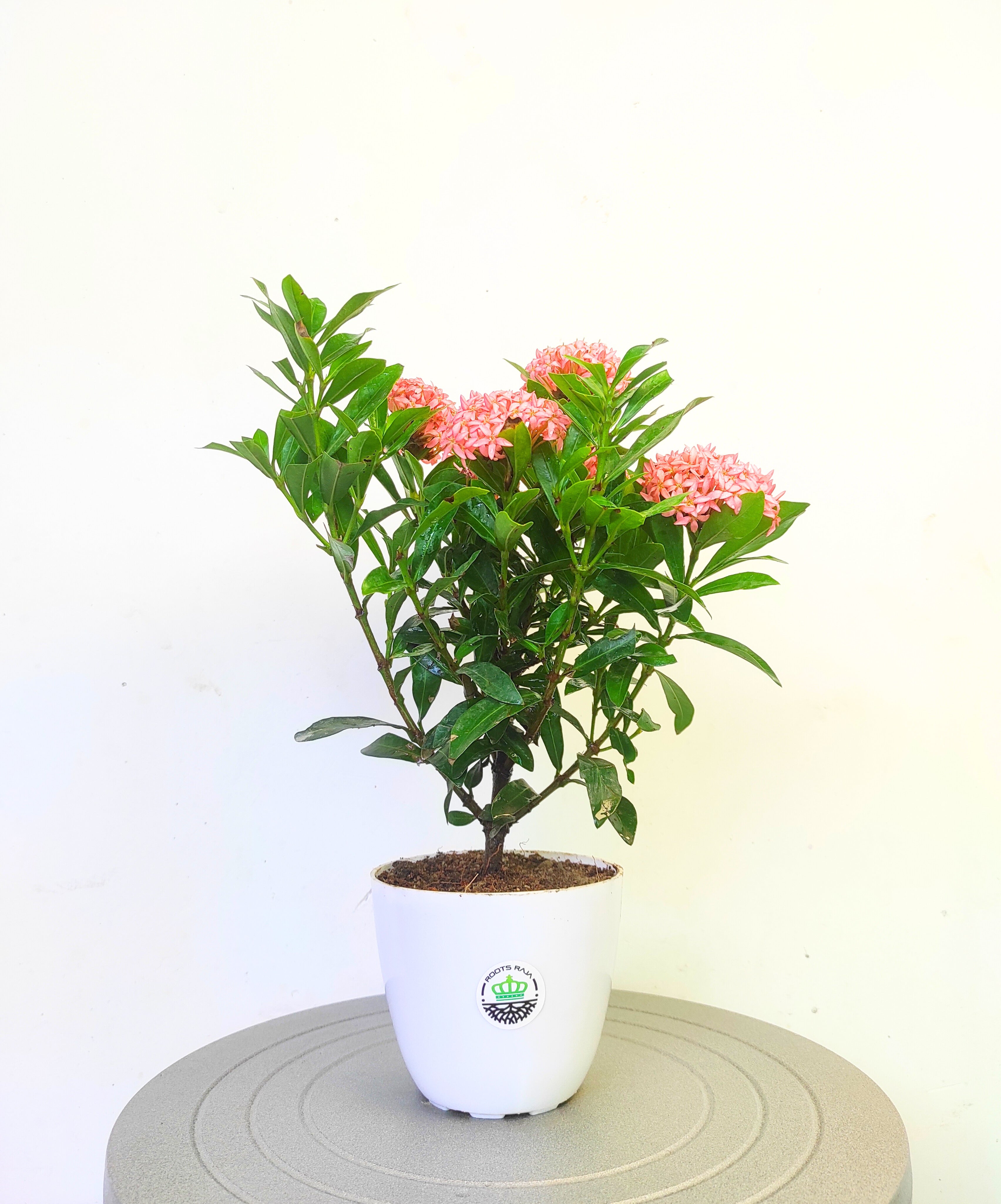 Ixora (Pink)