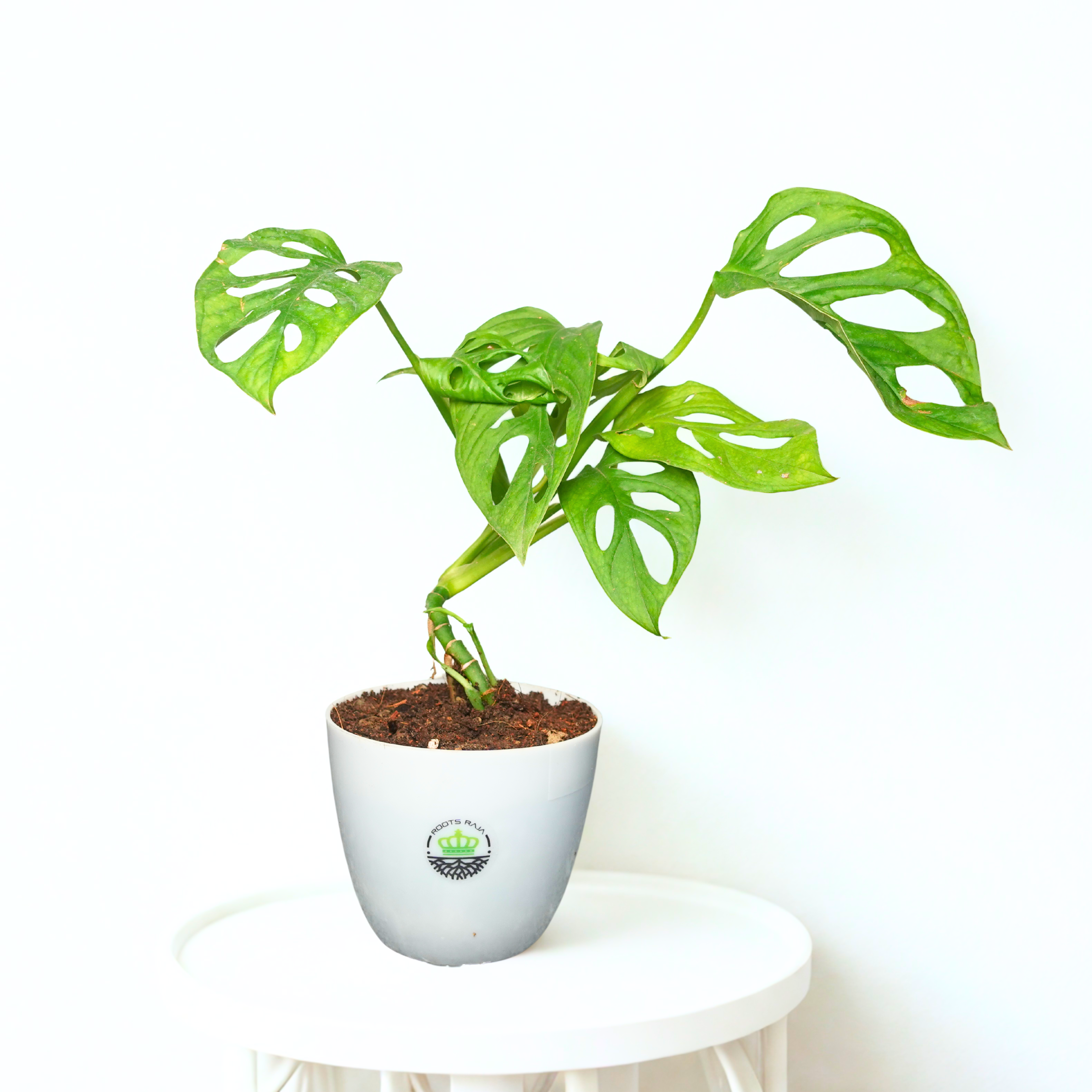 Monstera Broken Heart
