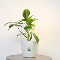Philodendron Florida Ghost