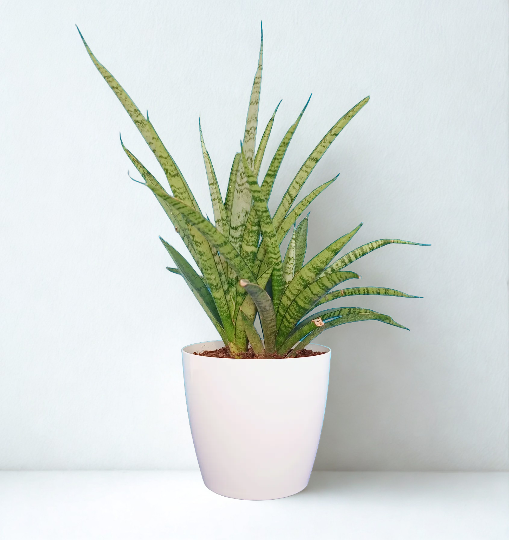 Snake Angolensis Plant