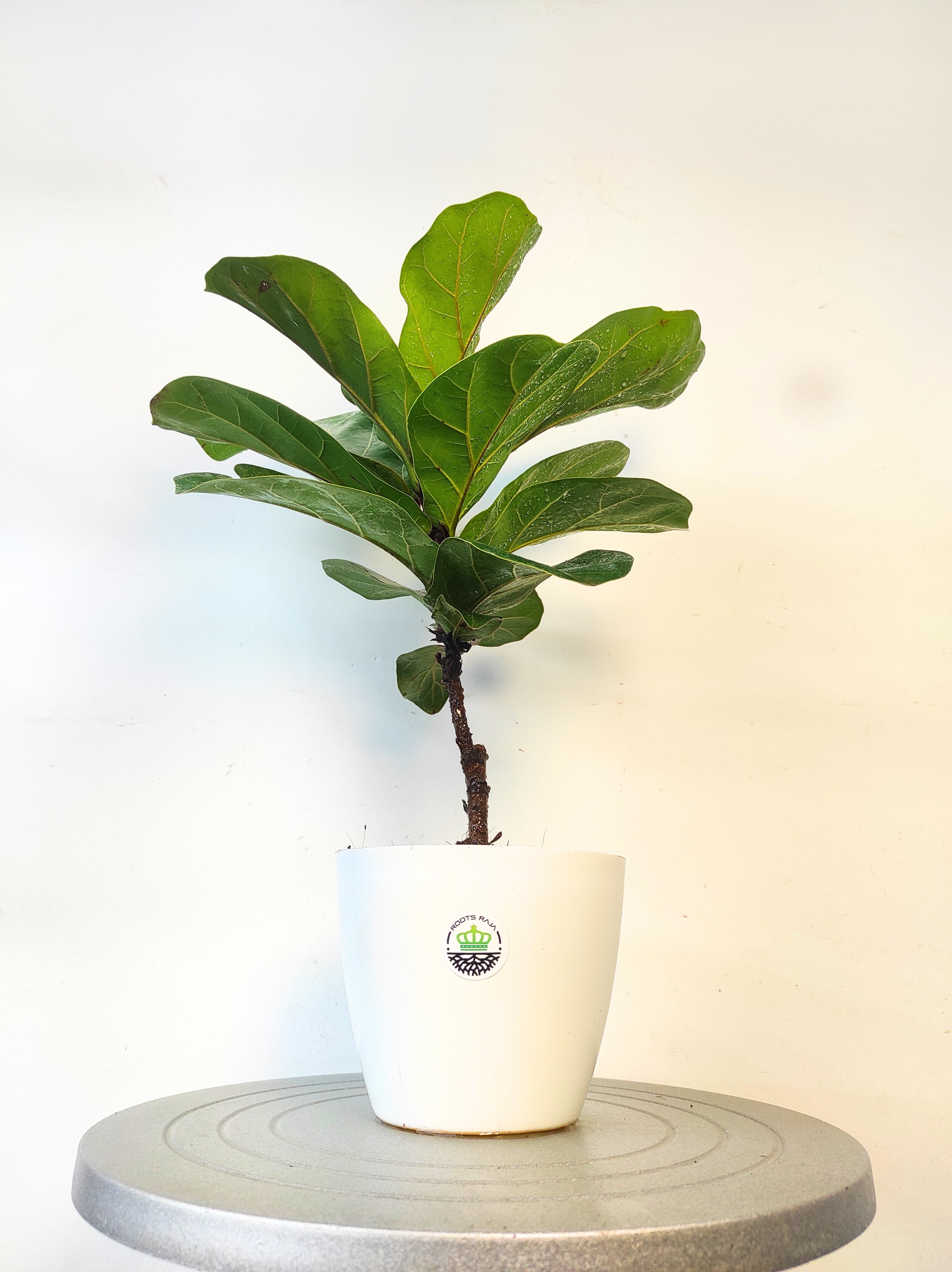 fiddle leaf fig in india Fiddle Leaf Fig: Elegant Indoor Plant | RootsRaja