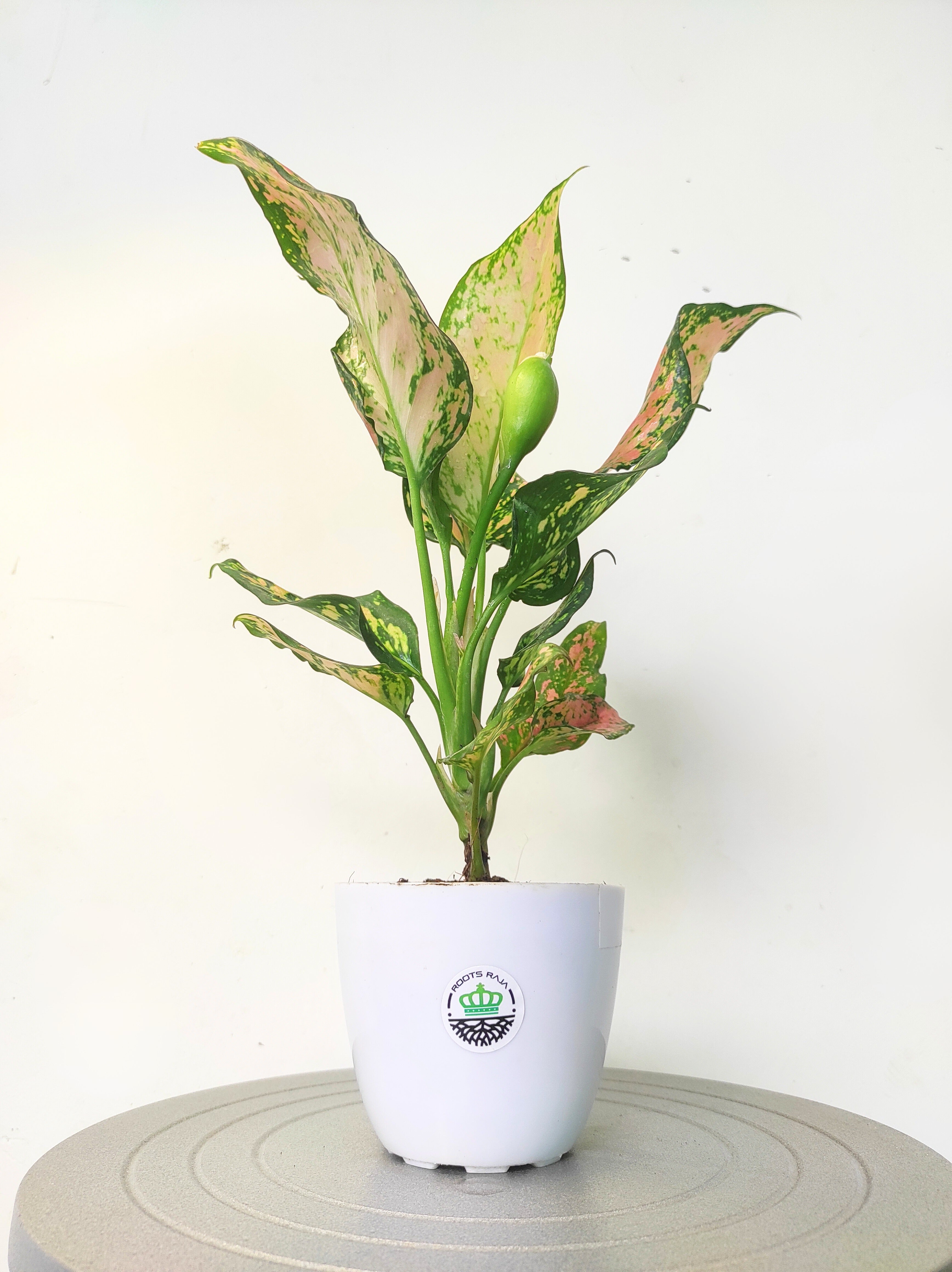 Aglaonema Anjuman