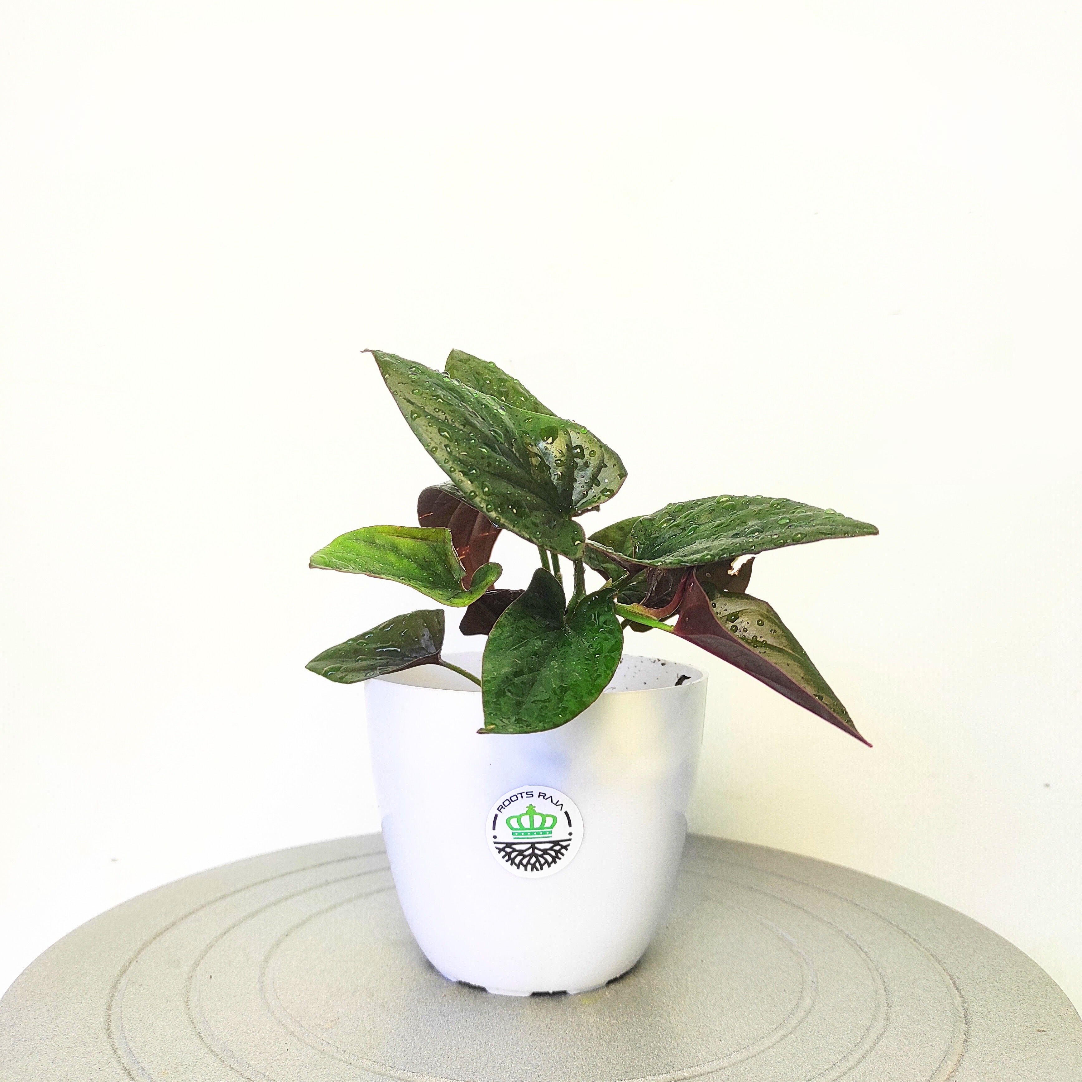 Black Money Plant