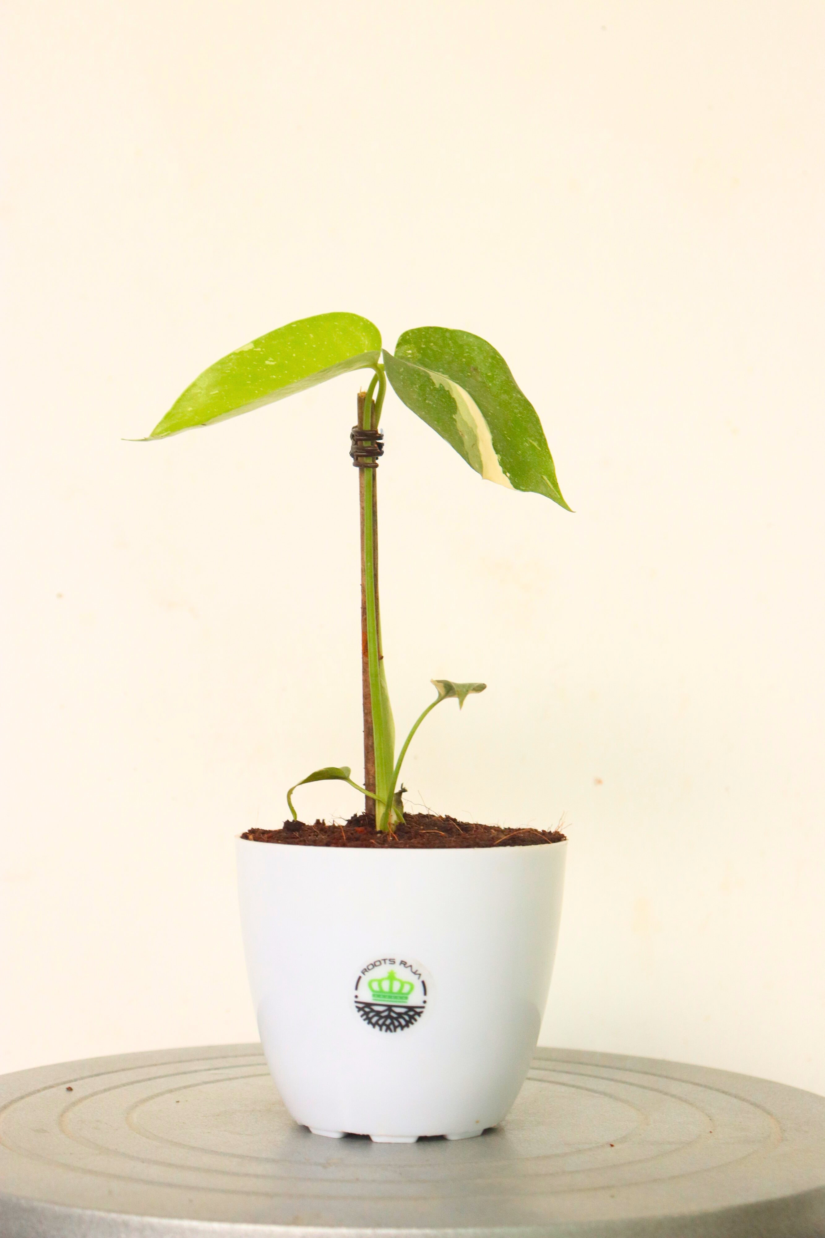 Monstera Thai Constellation Half Moon