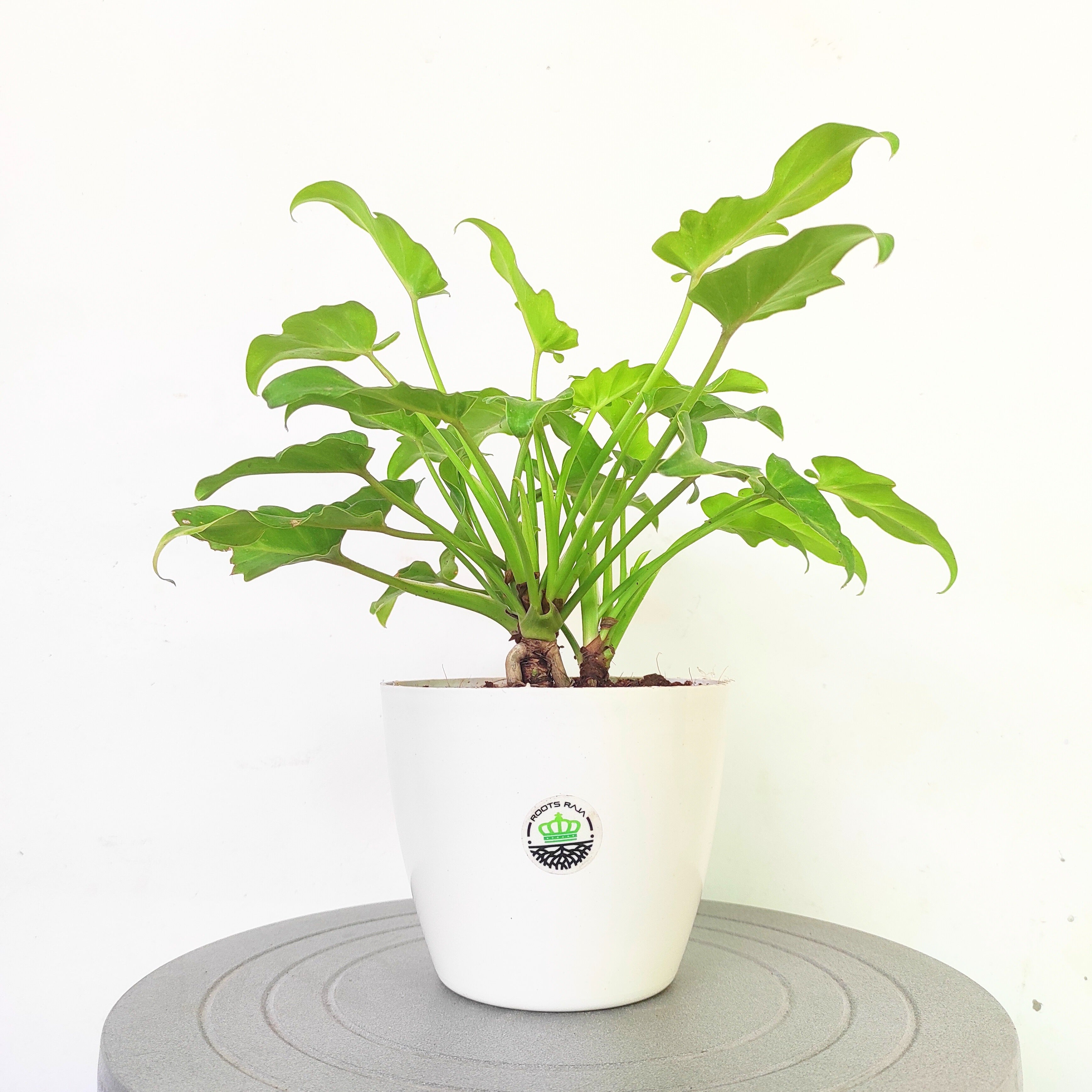 Philodendron Xanadu