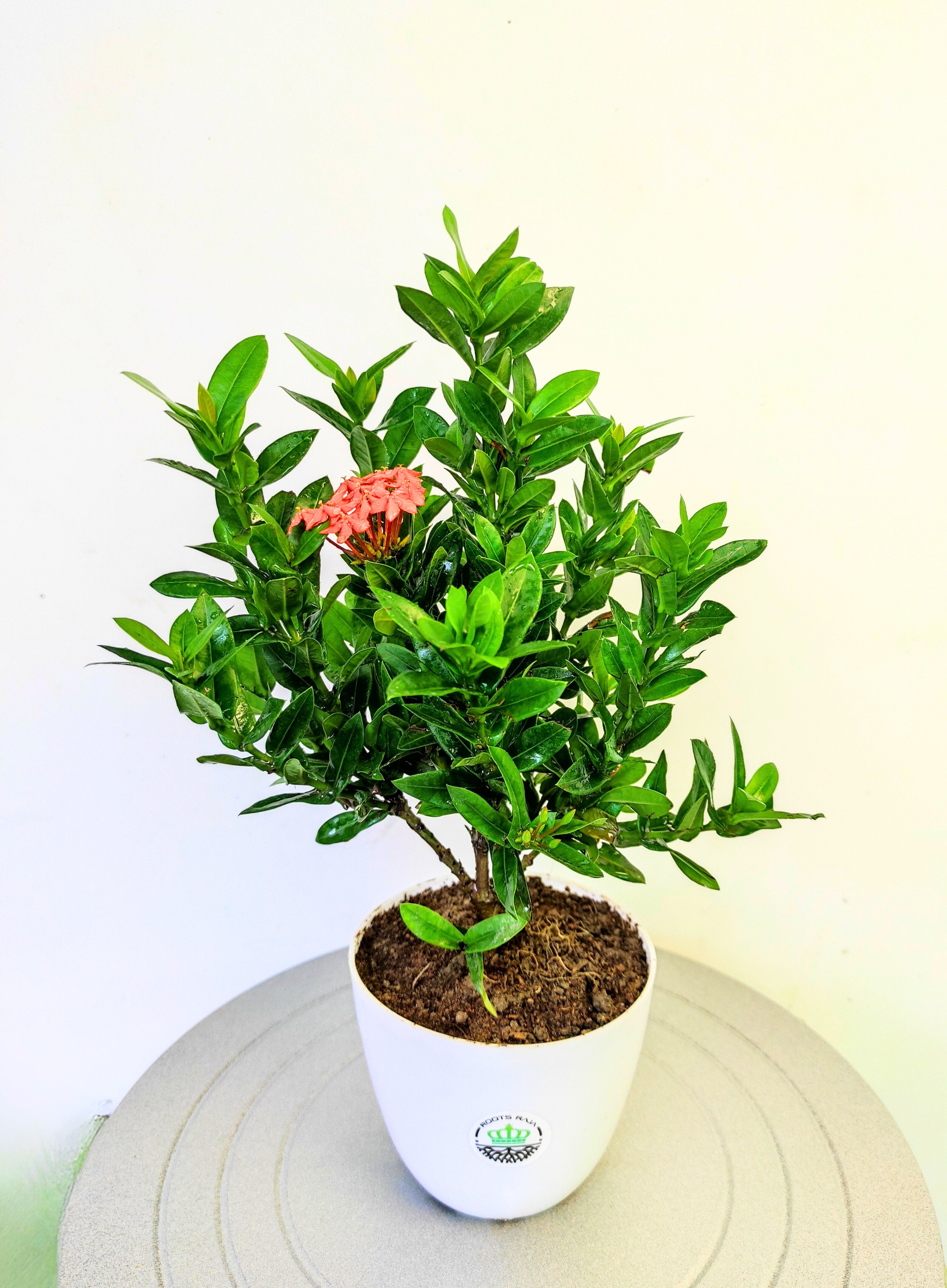 Ixora (Red)