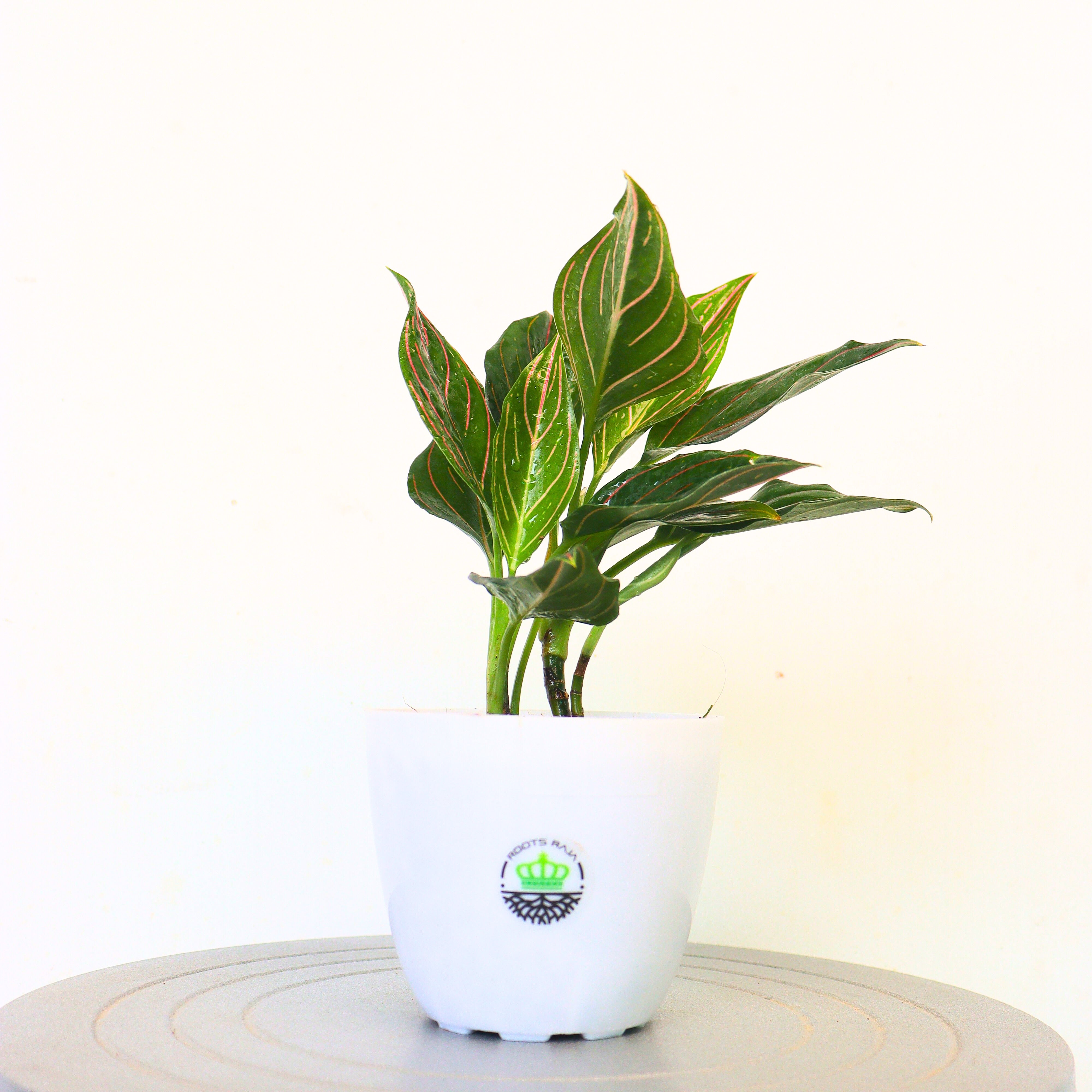 aglaonema leaf vein Buy Aglaonema Red Vein Plant Online – Stylish Indoor Plant