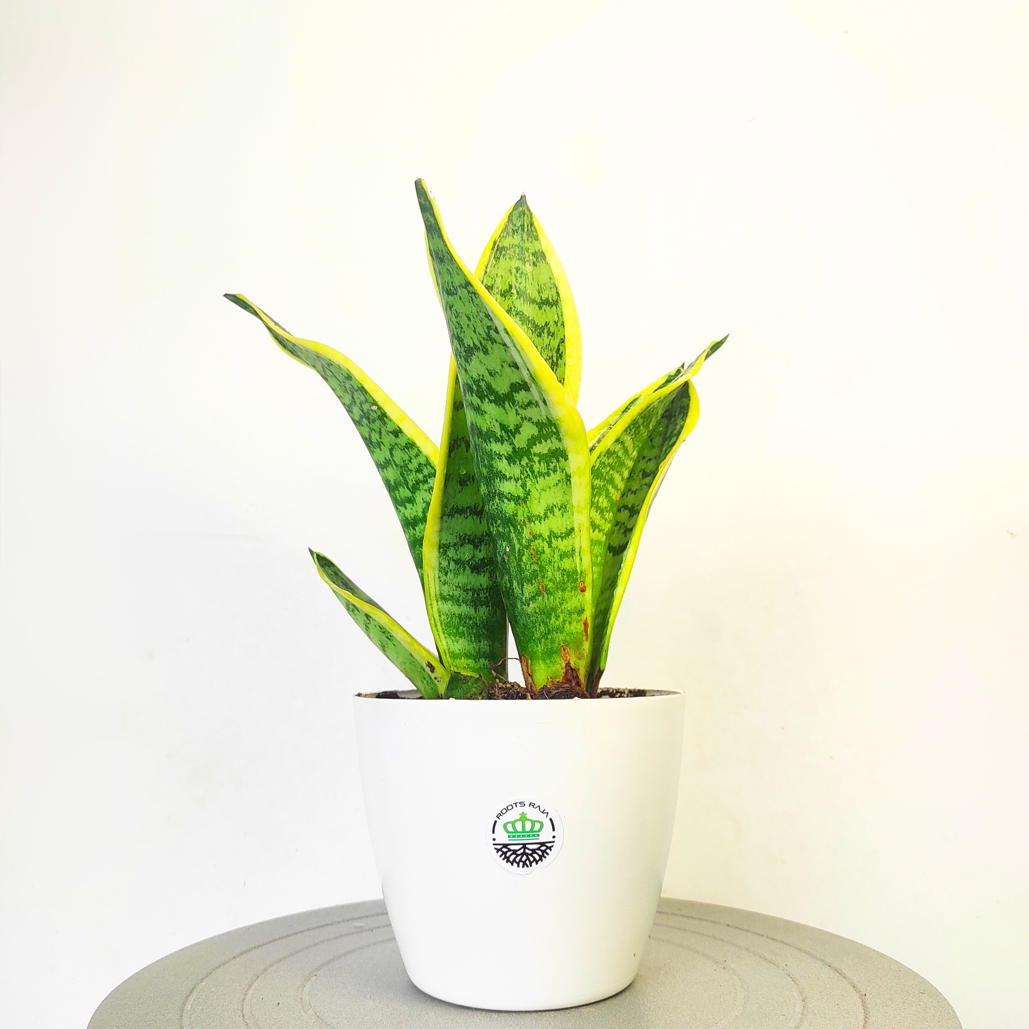 Golden Hahnii Snake Plant