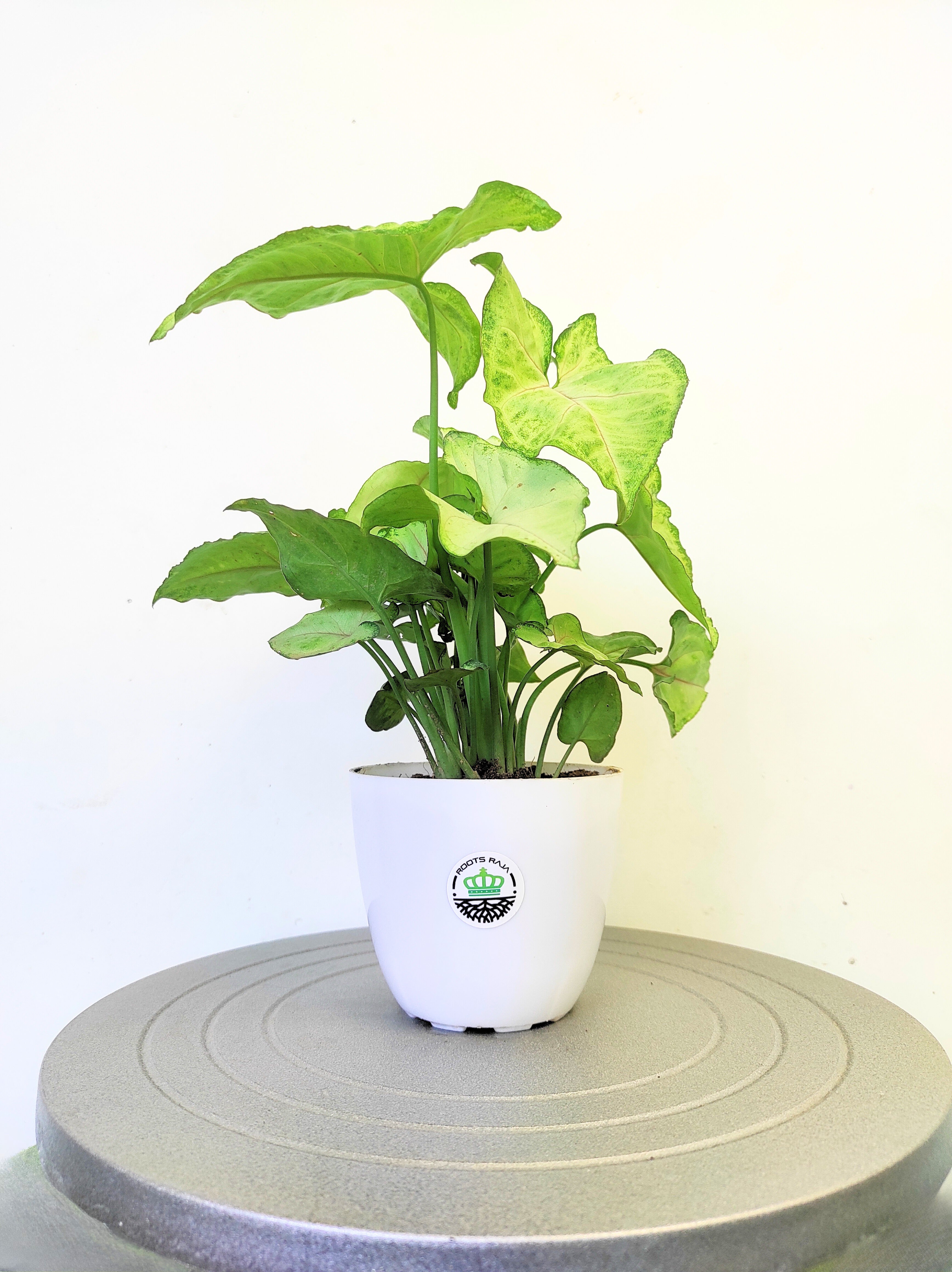 Syngonium Mango Allusion Plant