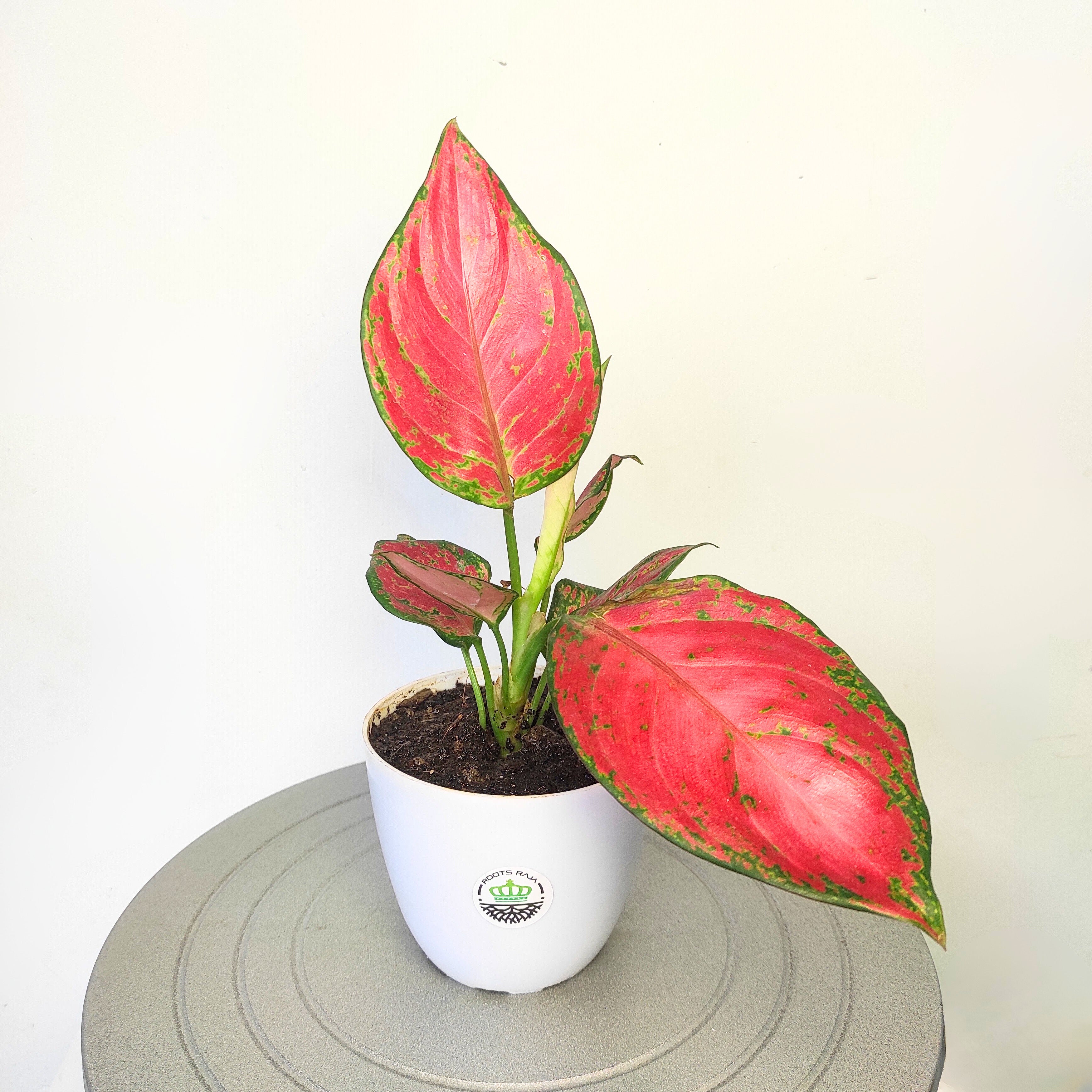 Aglaonema Pink