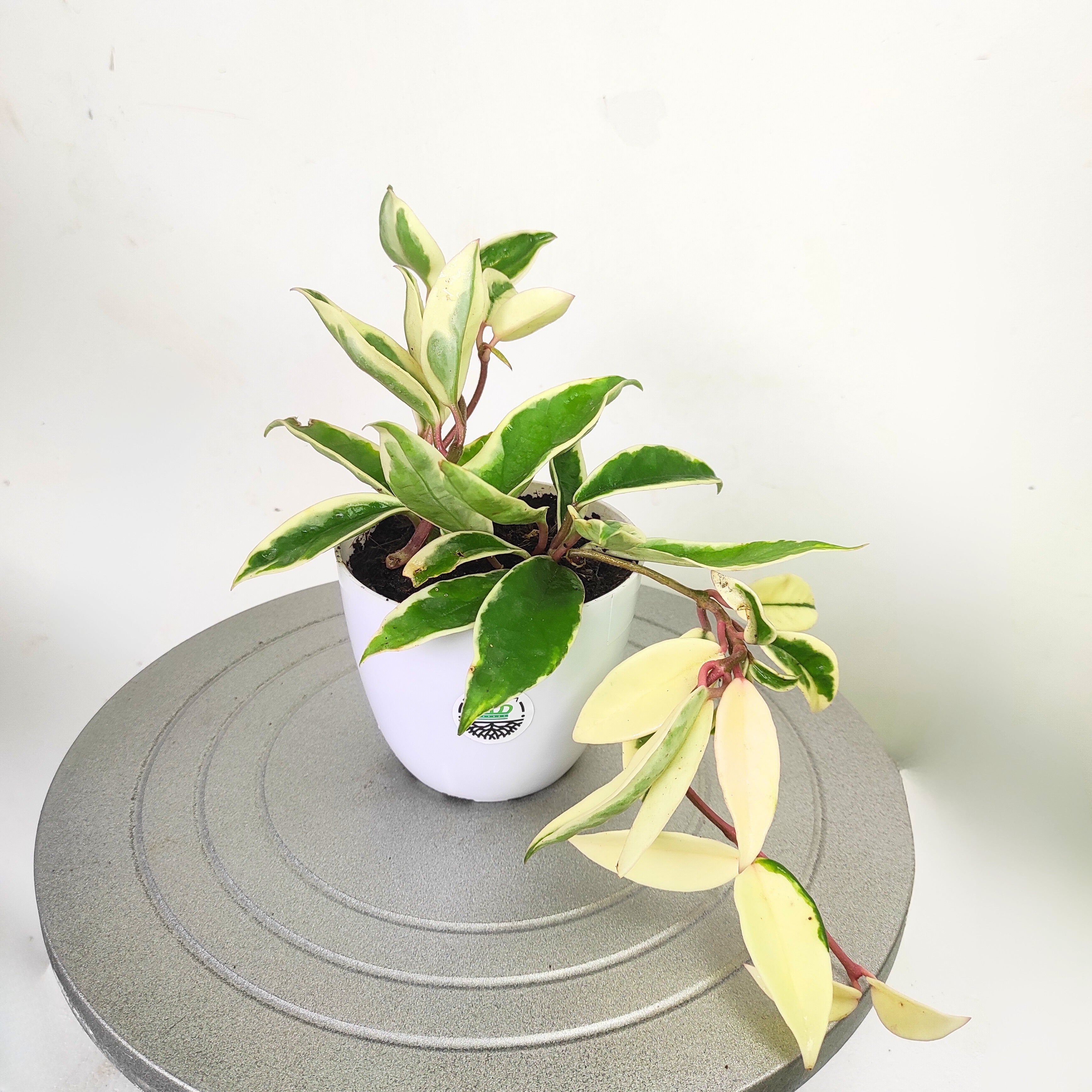 Hoya Carnosa Variegated