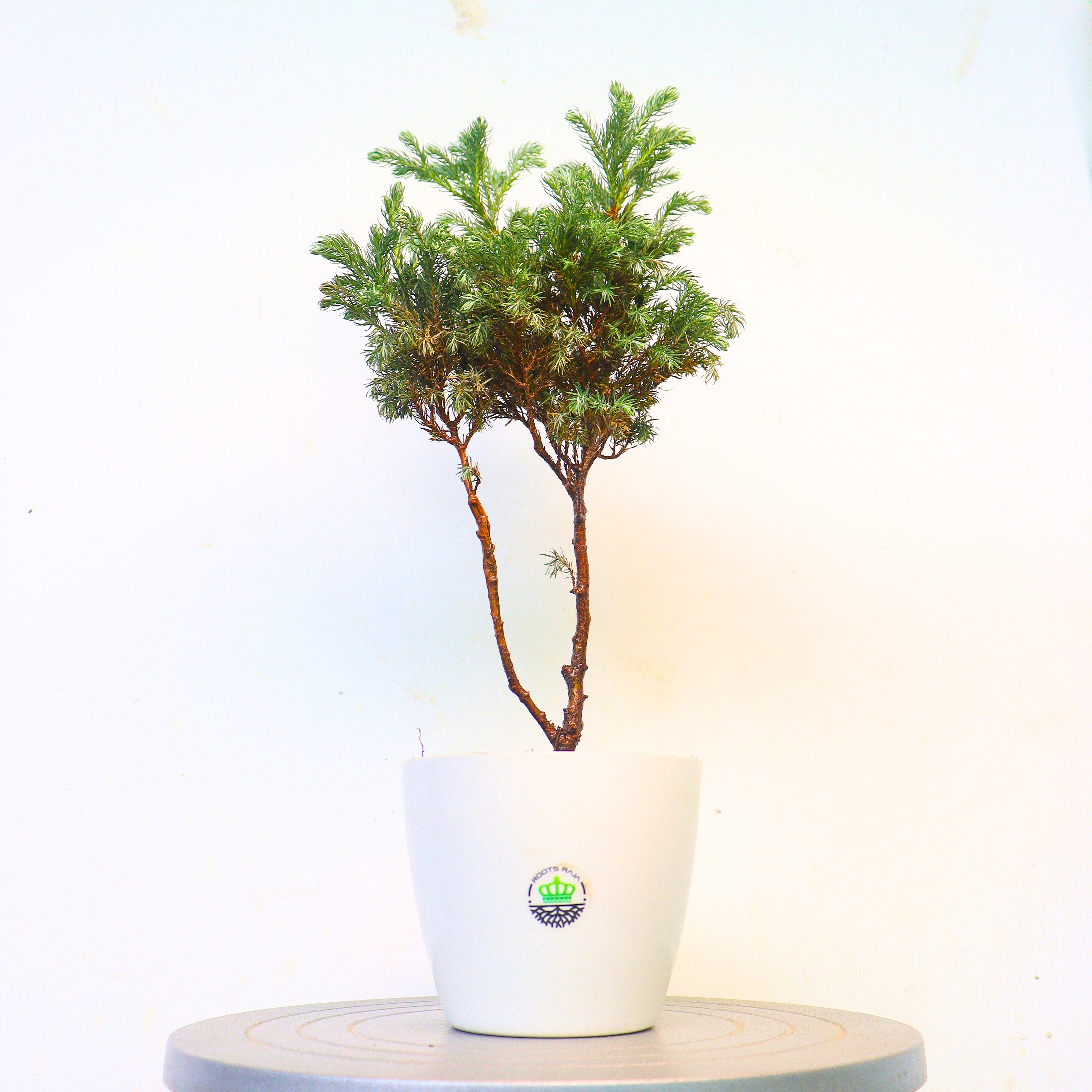 Himalayan Blue Pine