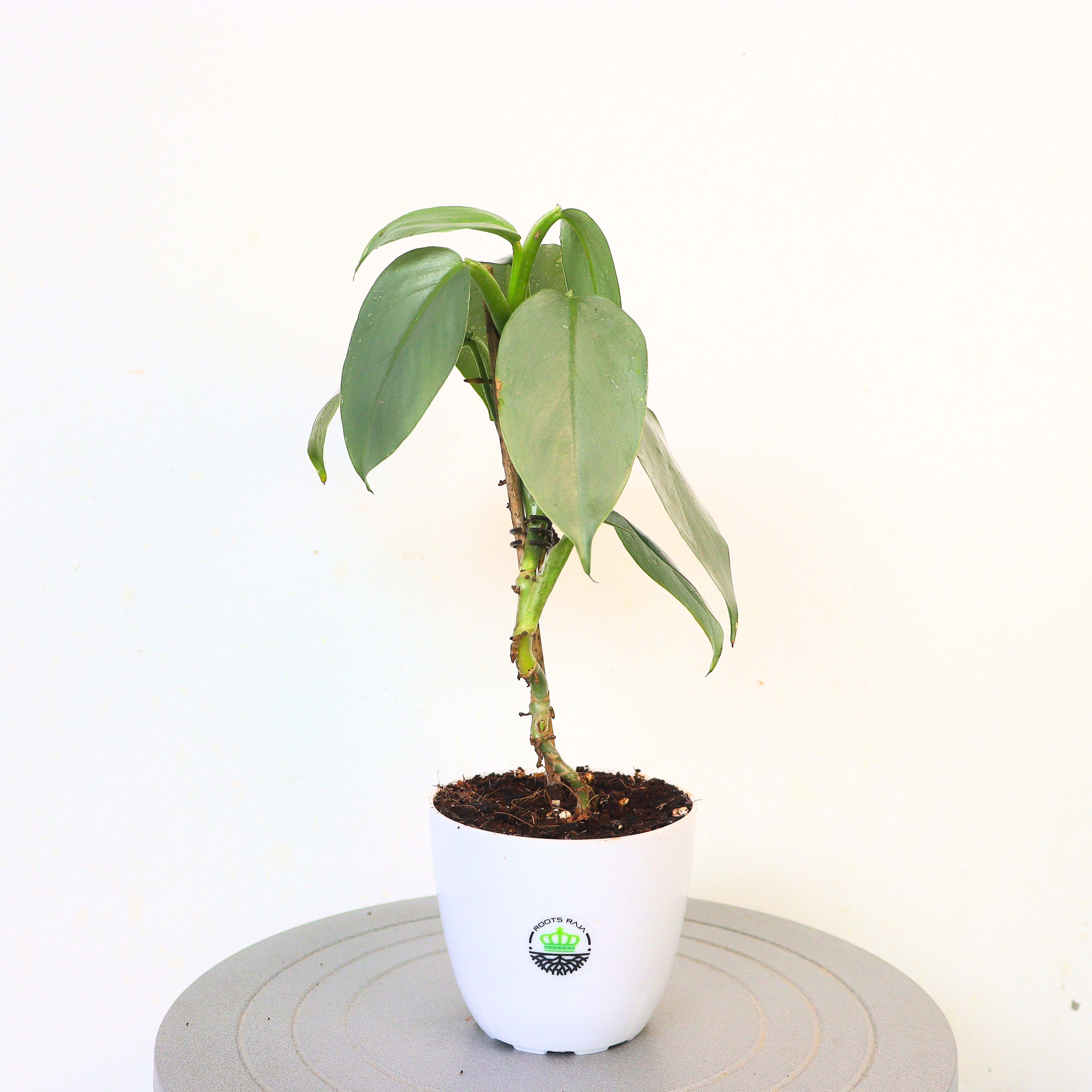 Philodendron Silver Sword