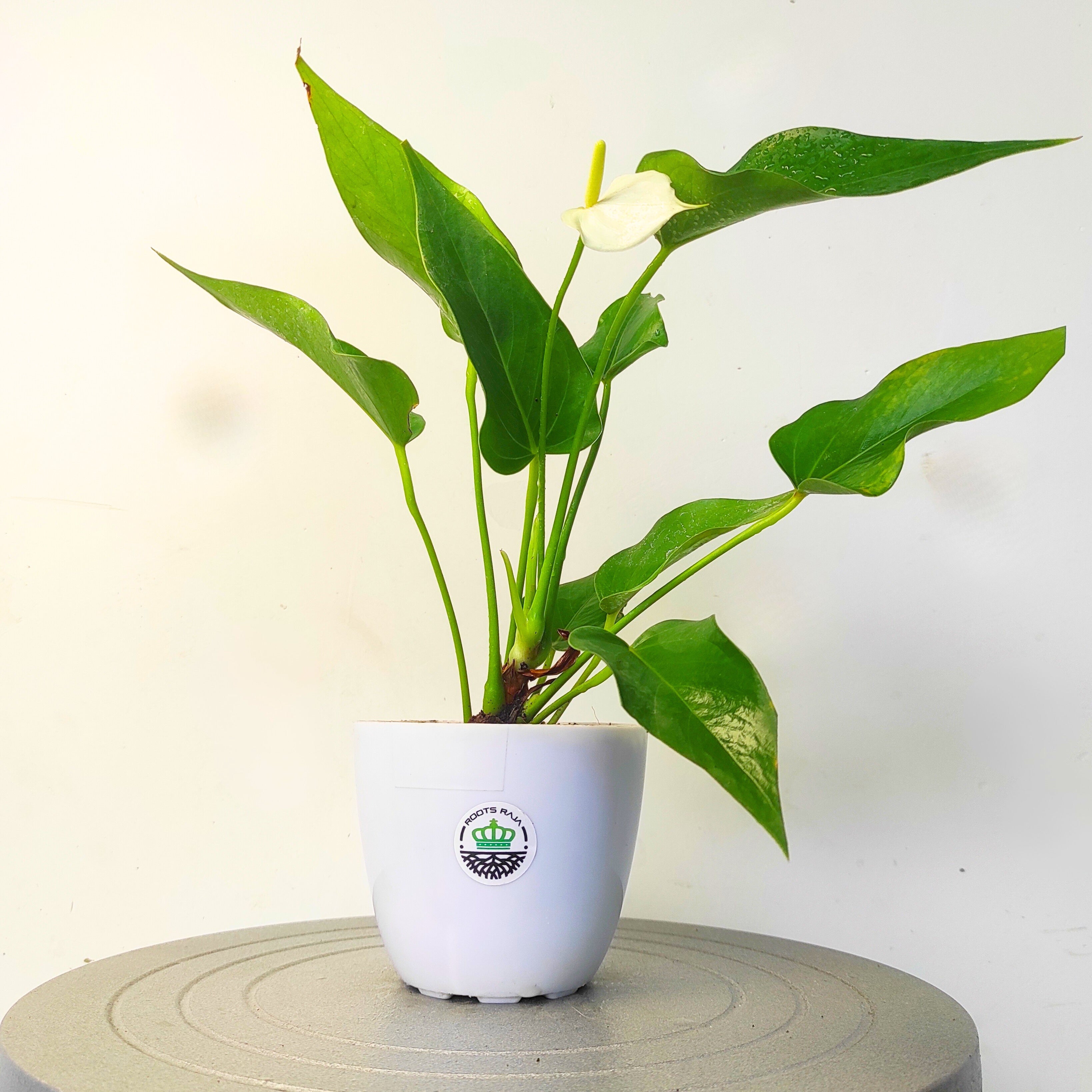 Anthurium Plant (White)