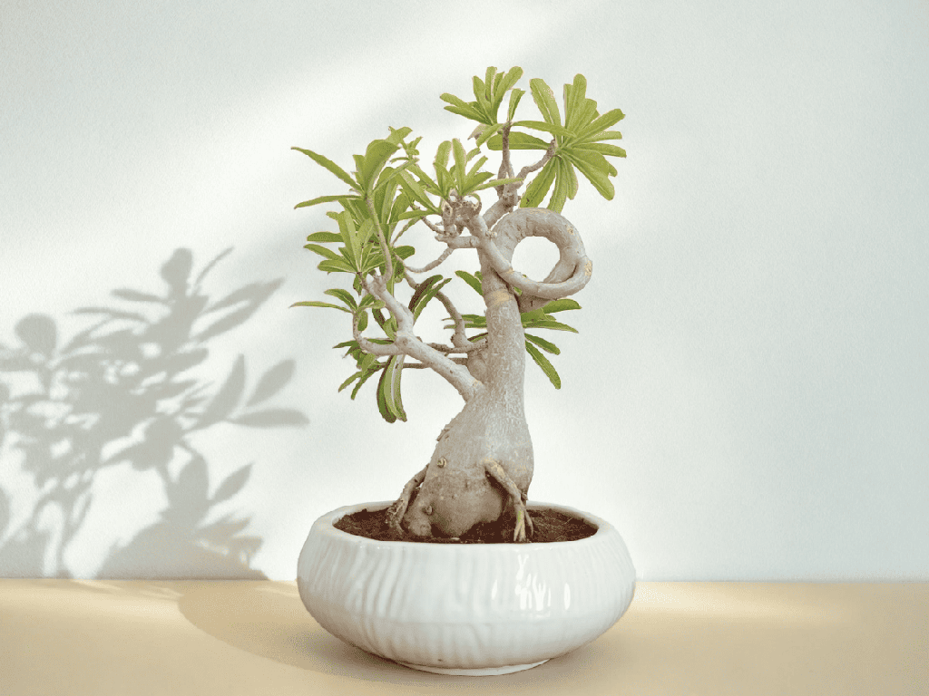 adenium bonsai tree Buy Adenium Bonsai Plants Online