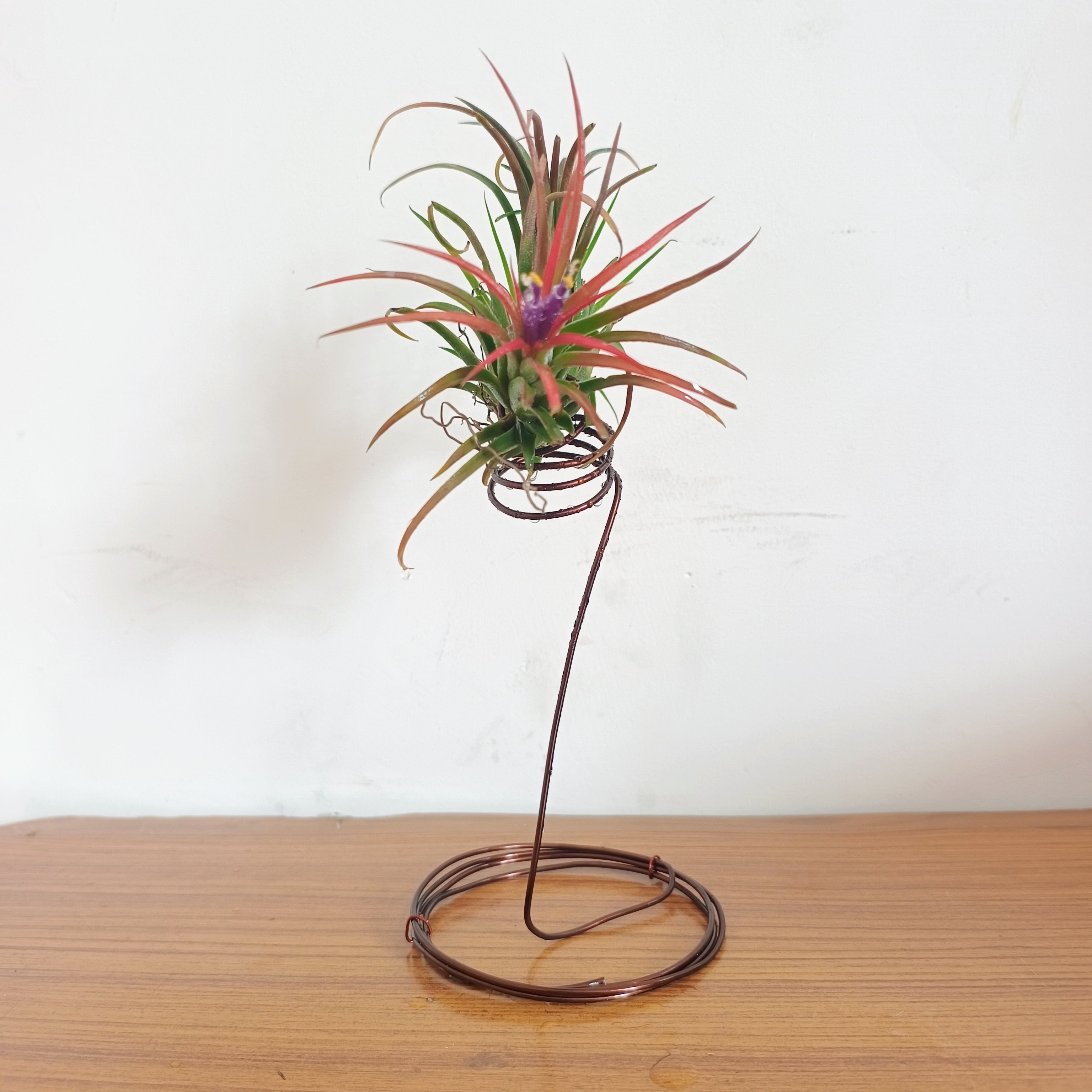 air plant india Tillandsia Ionantha Air Plants Online