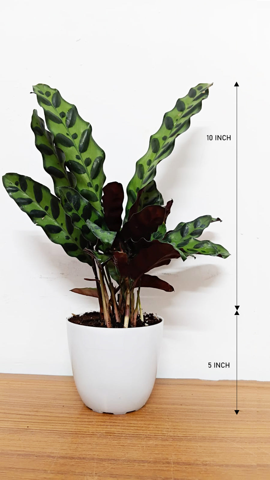 Calathea insignis