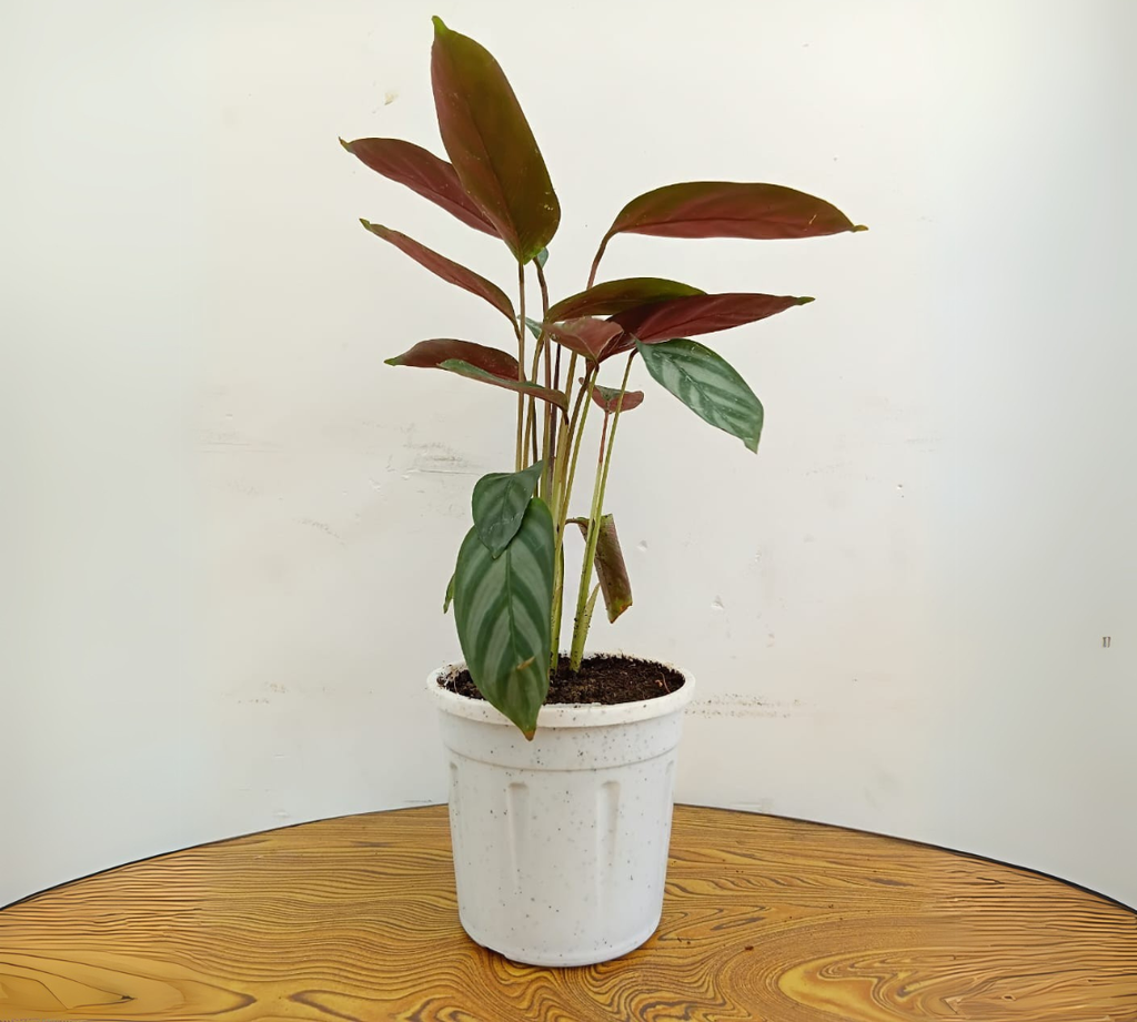 Calathea Compact Star